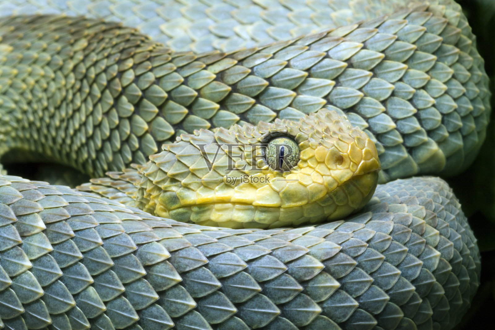 非洲灌木蝰蛇照片摄影图片