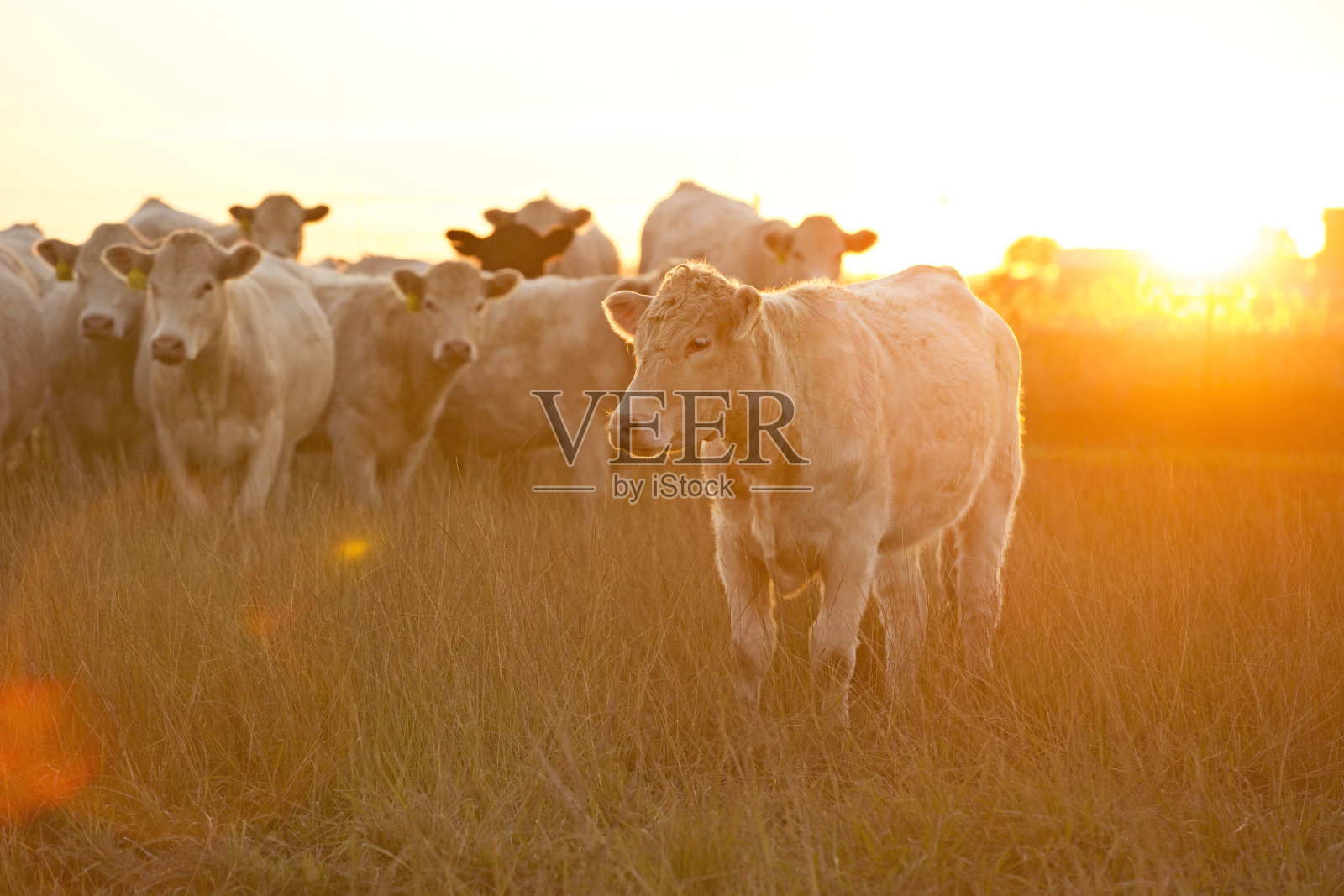 夏末日落时，夏末牧场上的夏洛莱牛照片摄影图片