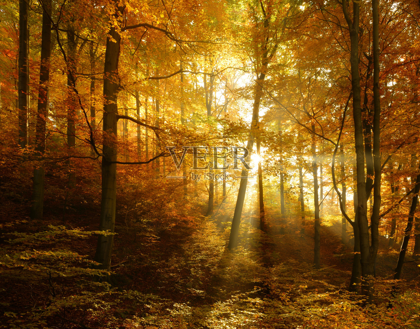 秋天的森林被阳光照亮透过雾，树叶改变颜色照片摄影图片