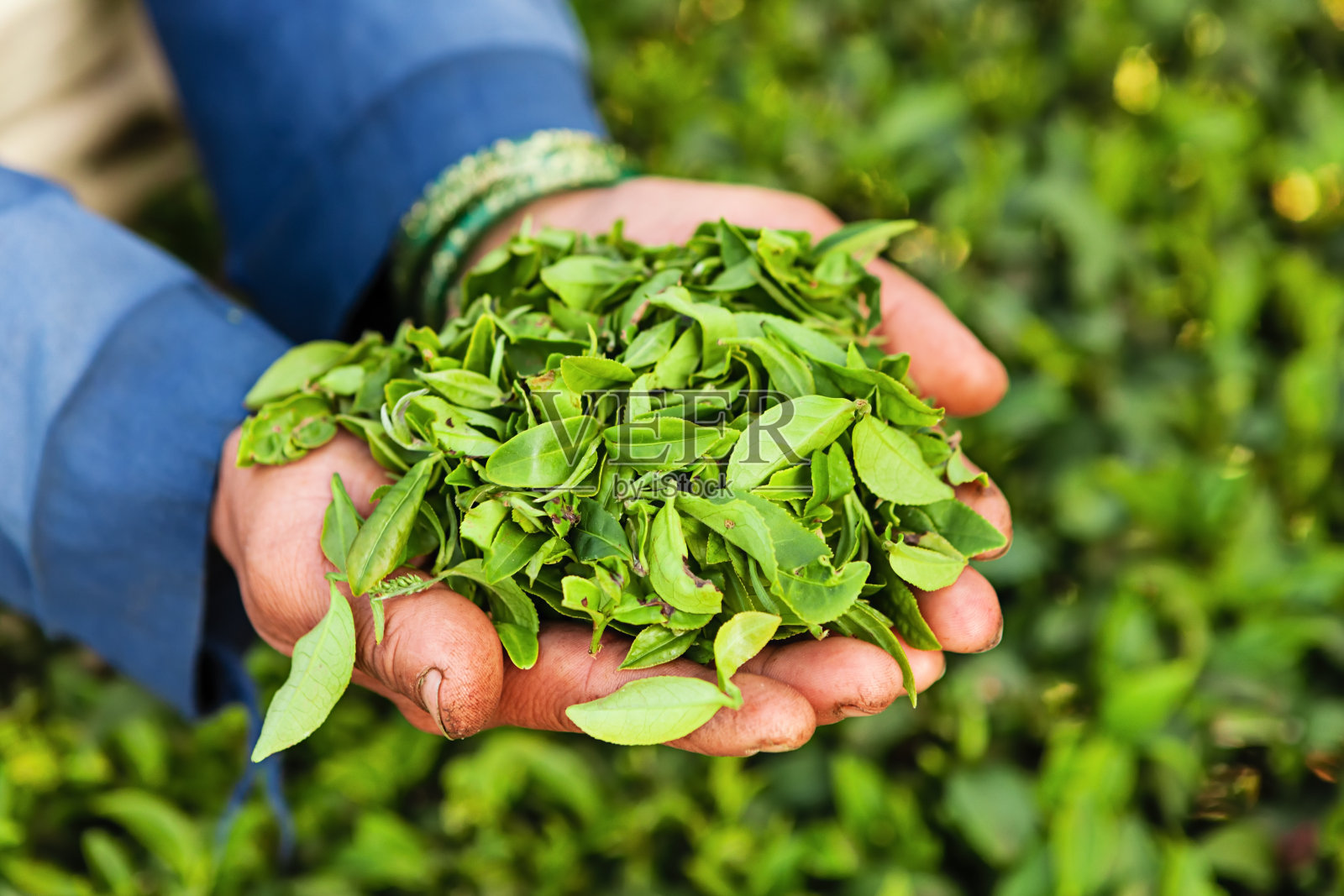 印度大吉岭，印度采摘者在采摘茶叶照片摄影图片
