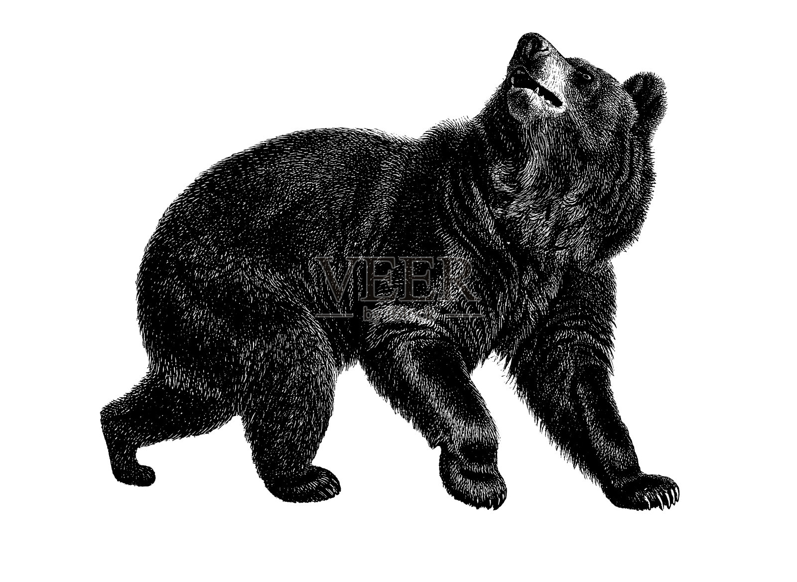 美国黑熊|古董动物插图插画图片素材
