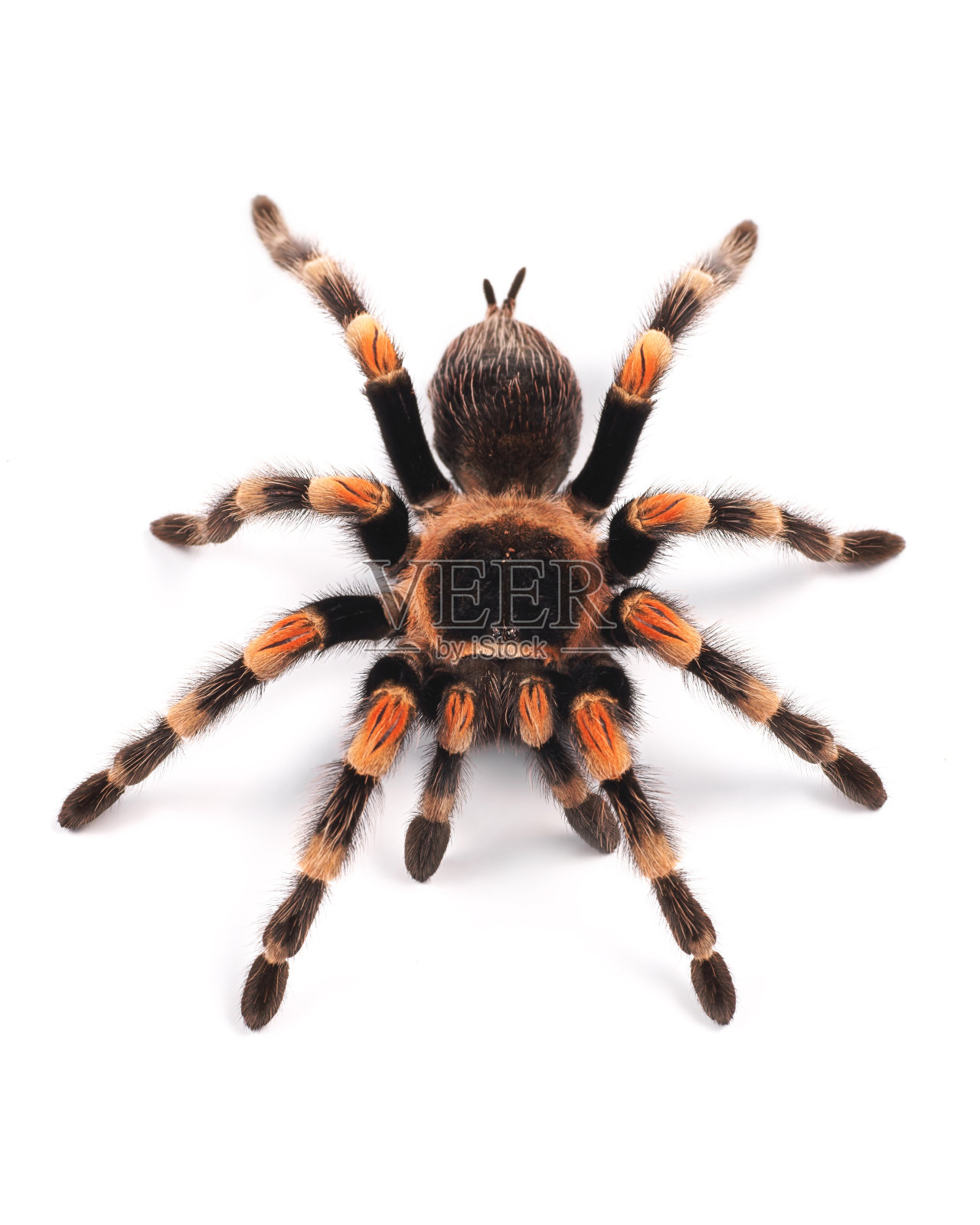 墨西哥红膝狼蛛，雌性蜘蛛照片摄影图片