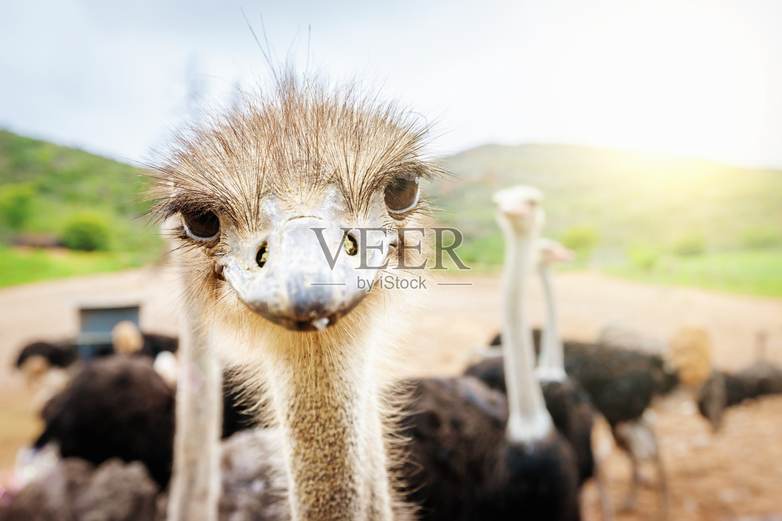 好奇的南非鸵鸟照片摄影图片