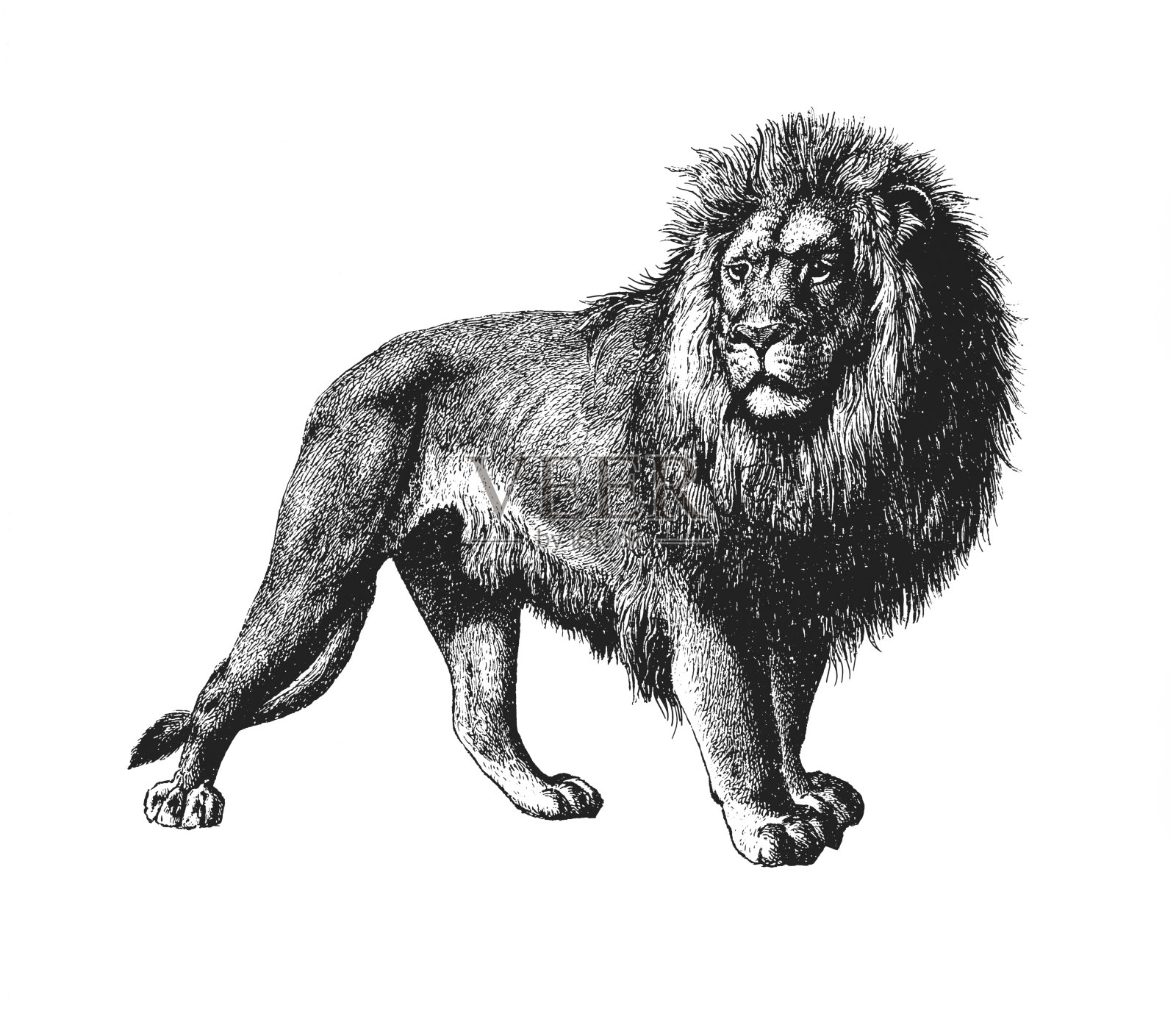 被白色隔离的狮子设计元素图片