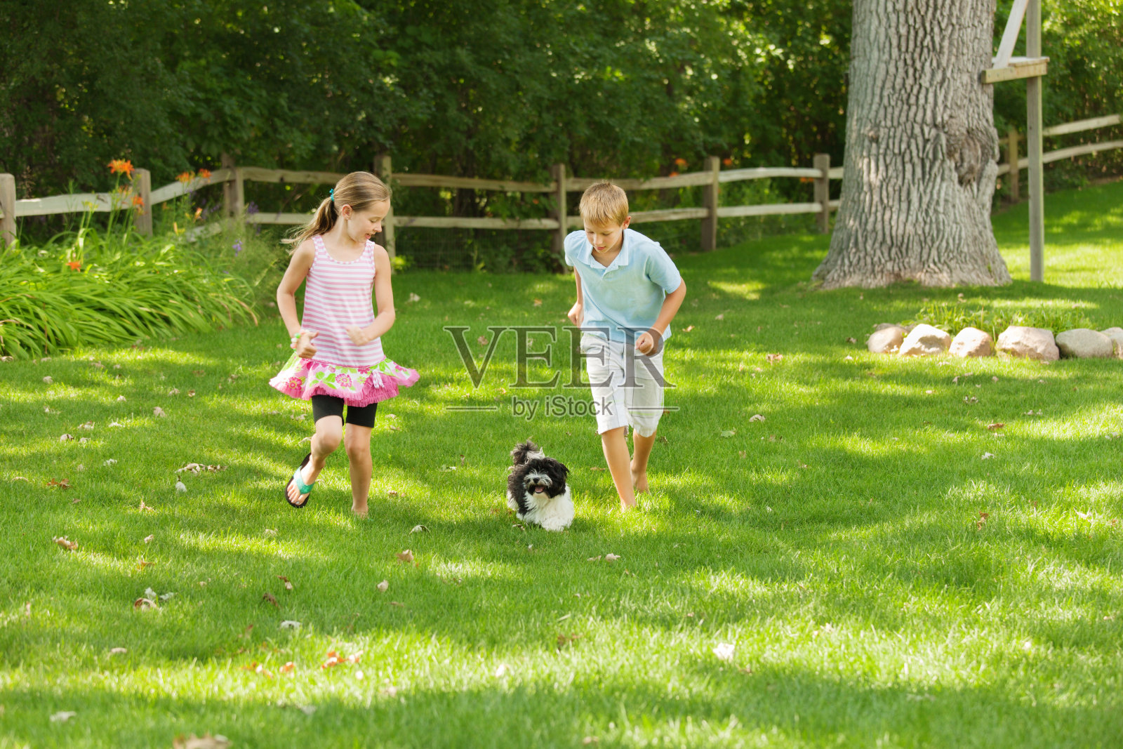 孩子们在后院和家里的宠物狗玩耍照片摄影图片