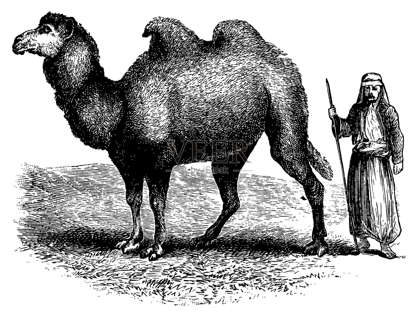 双峰驼|古董动物插图插画图片素材