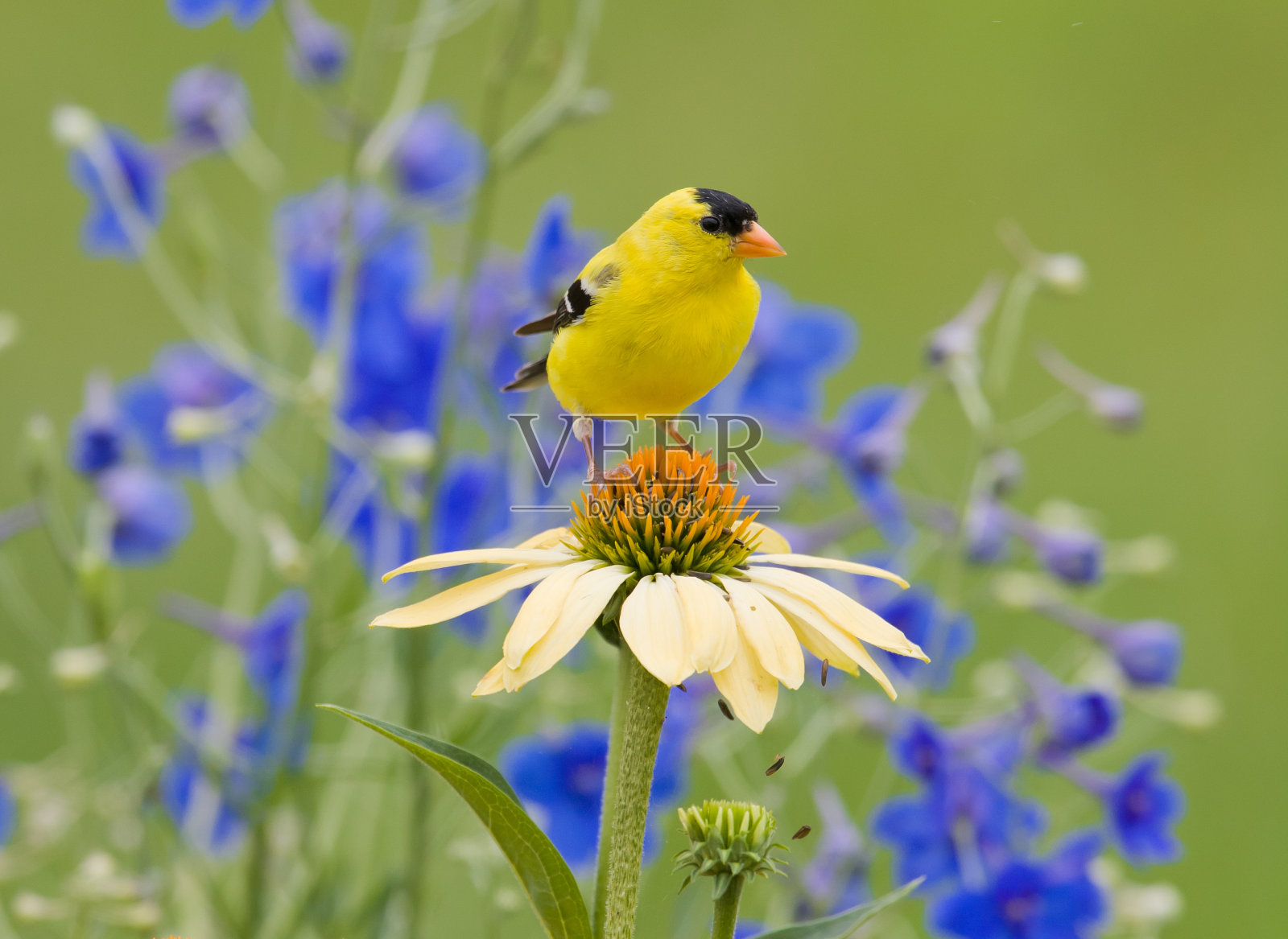 黄色金翅雀，栖息在一朵松果花上照片摄影图片
