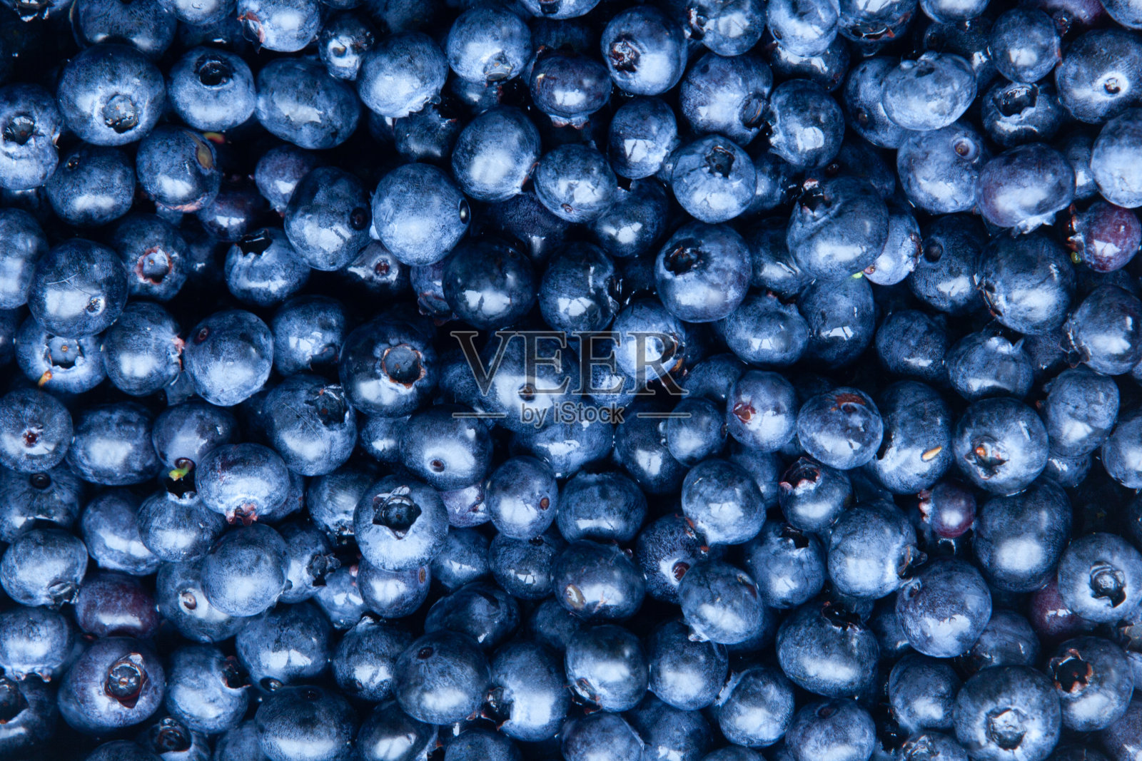采集的新鲜蓝莓照片摄影图片