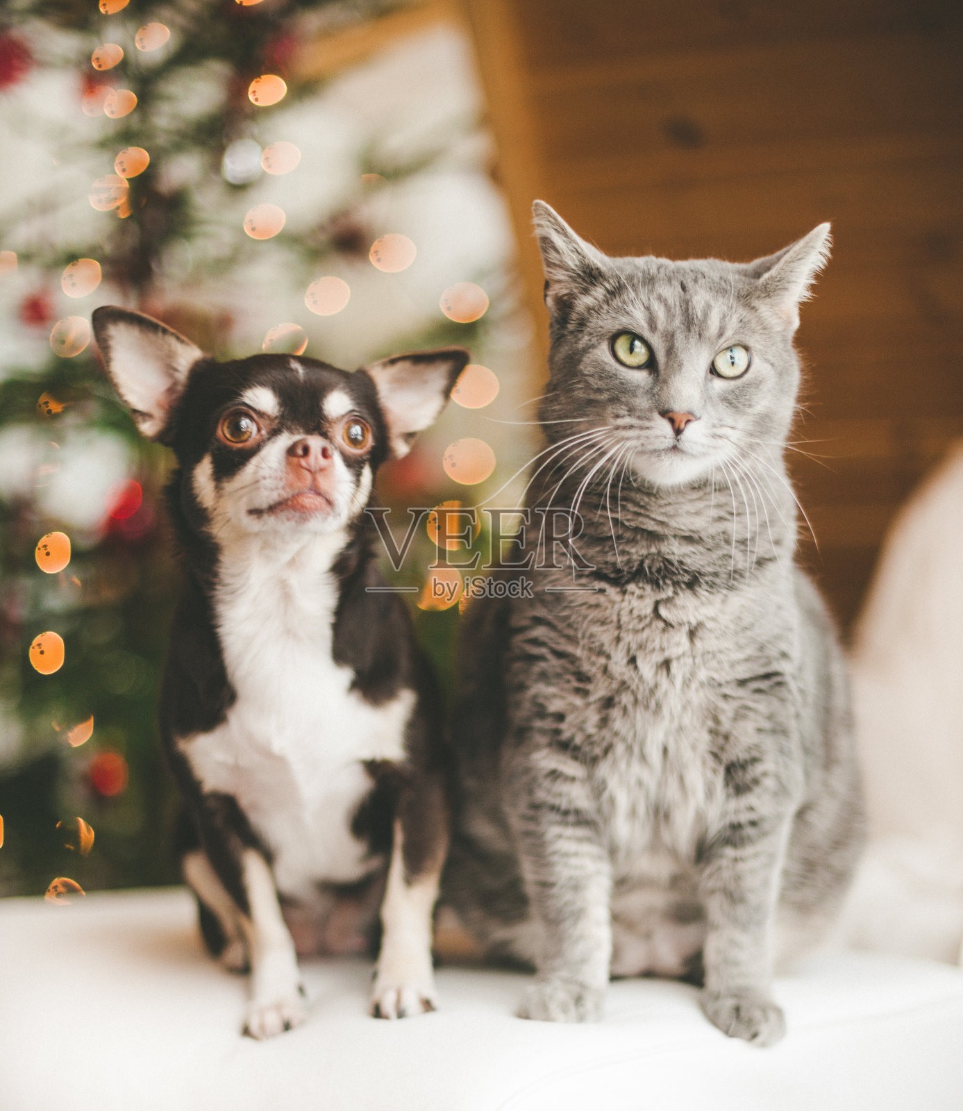 可爱的吉娃娃和猫在圣诞树前照片摄影图片