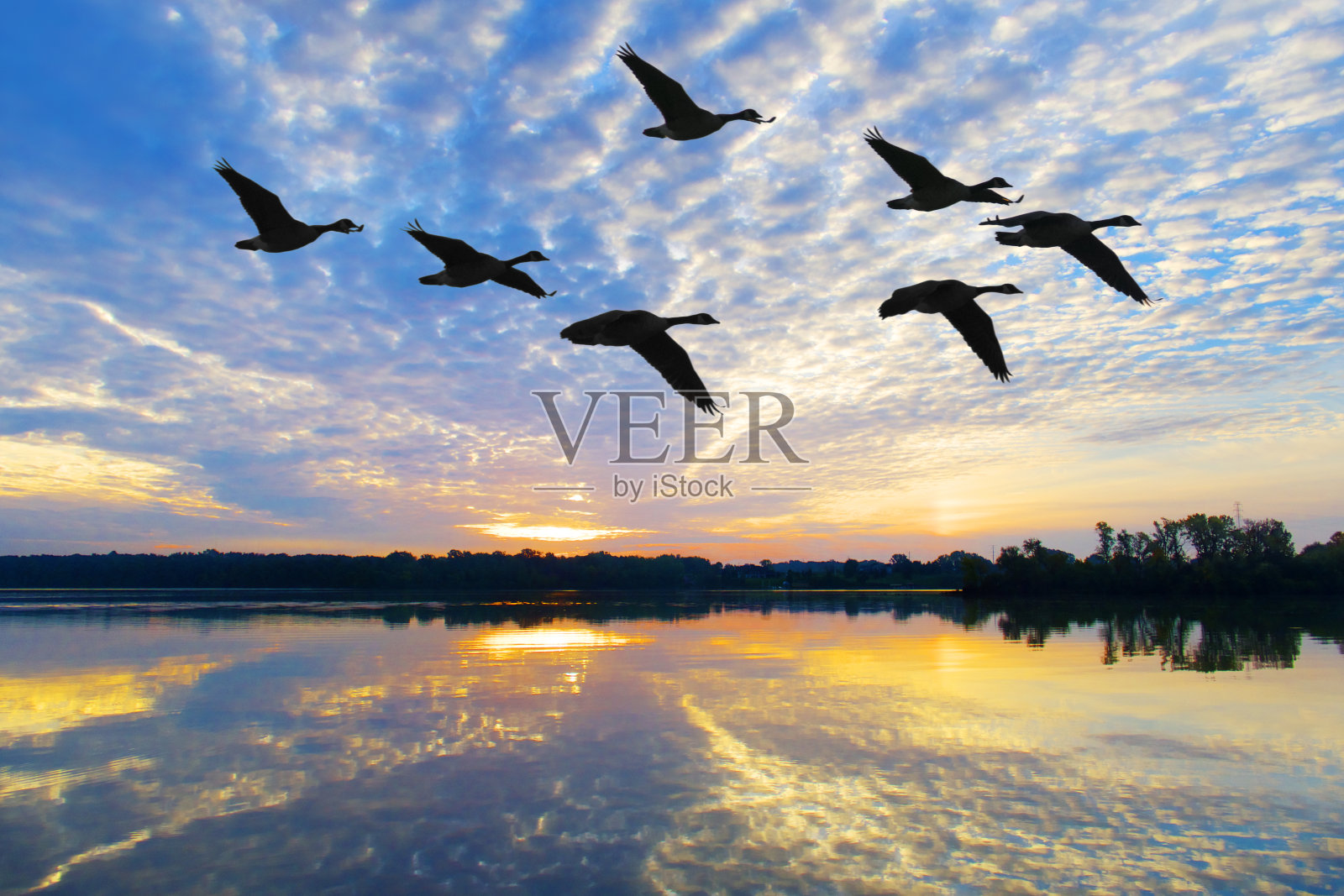 一群大雁飞过令人窒息的秋天日出照片摄影图片