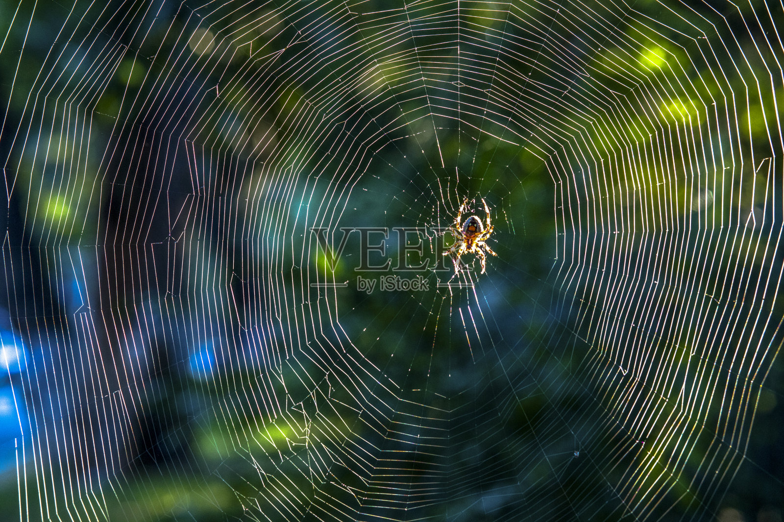 特写:蜘蛛在阳光下的网照片摄影图片