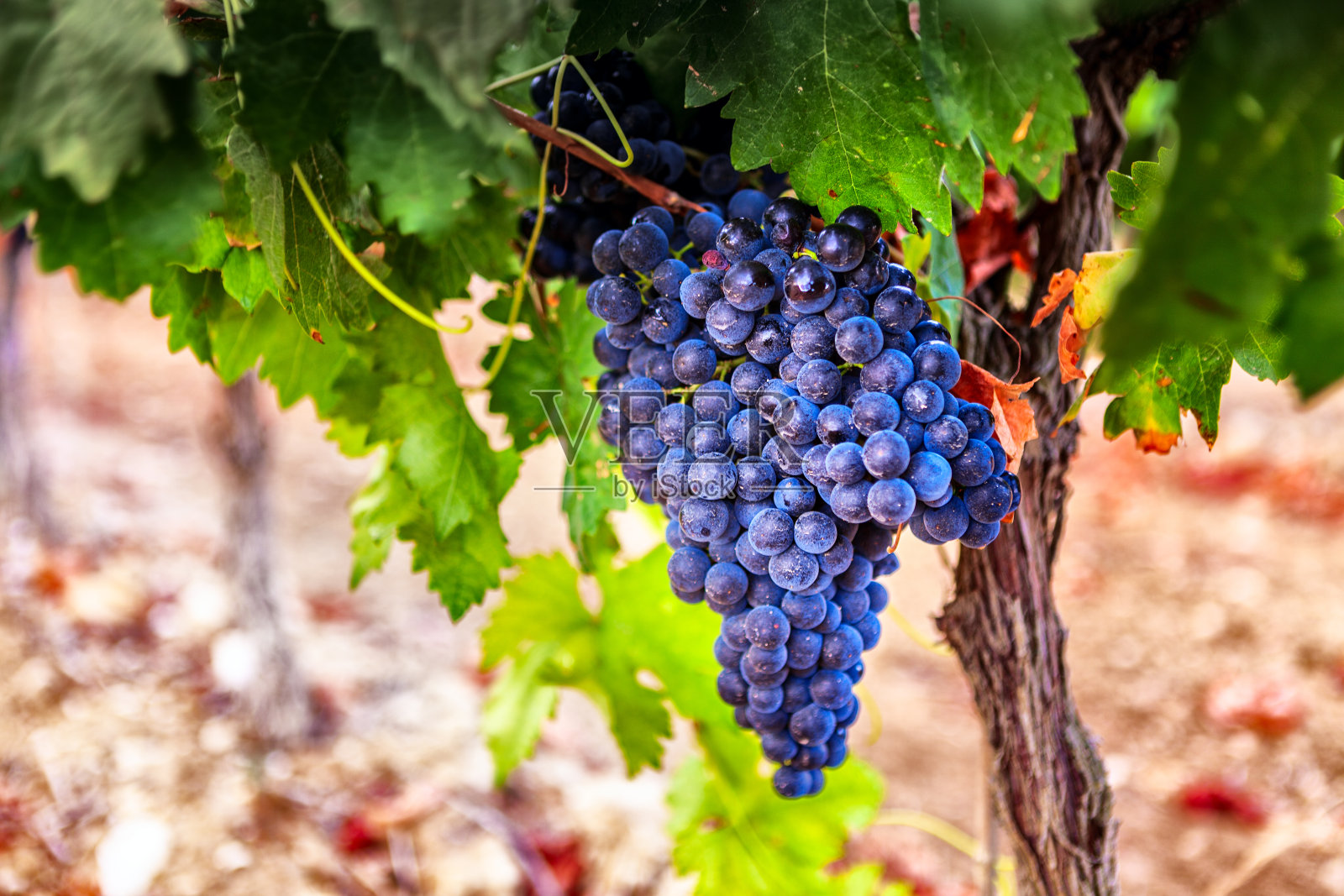 里奥哈葡萄园里的葡萄。西班牙照片摄影图片