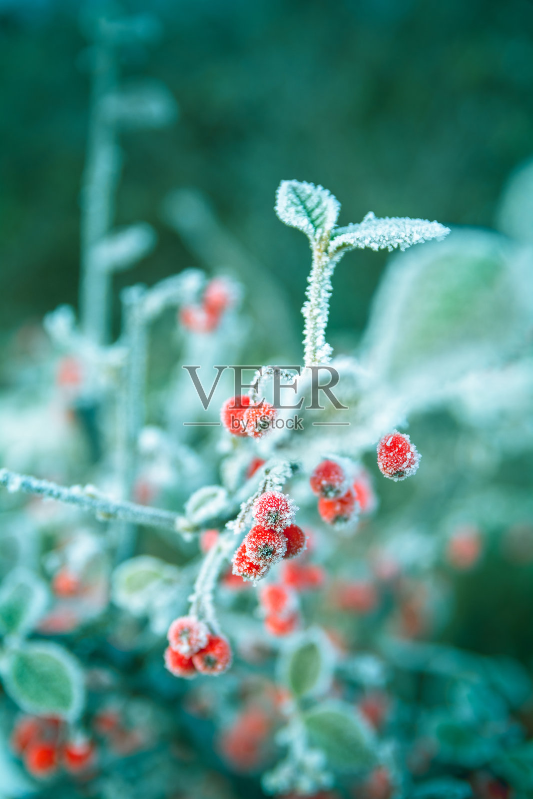 山楂树上结霜的红浆果照片摄影图片