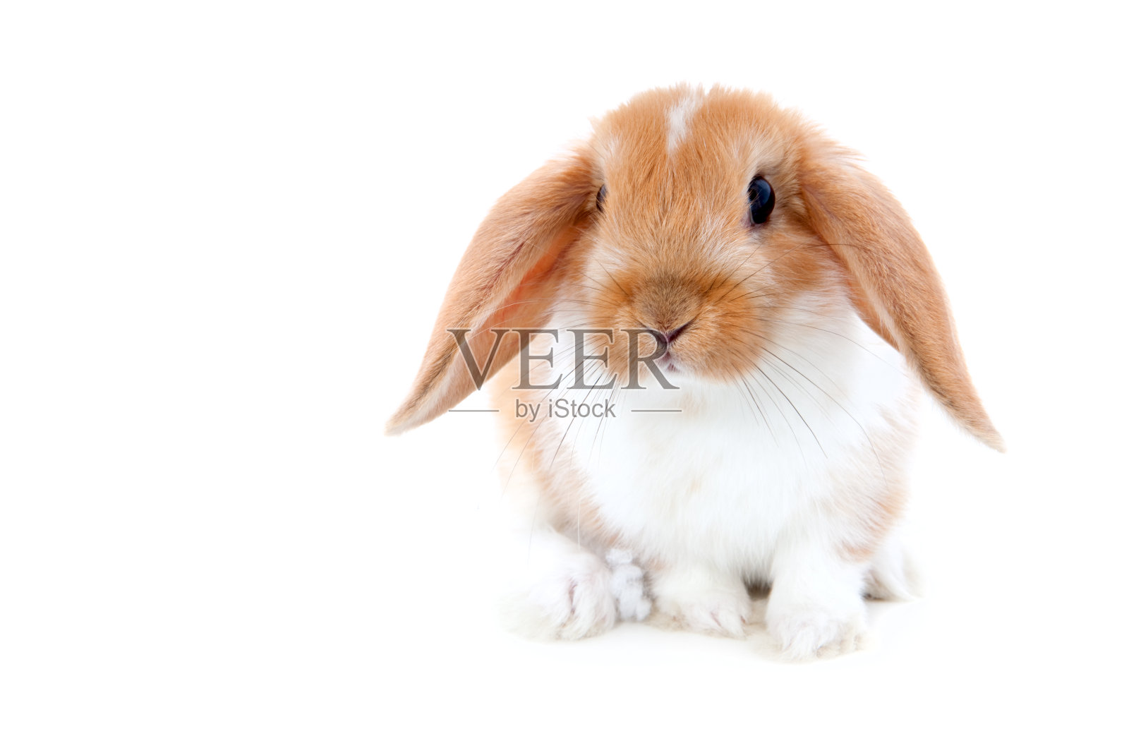 可爱的兔子孤立在白色照片摄影图片