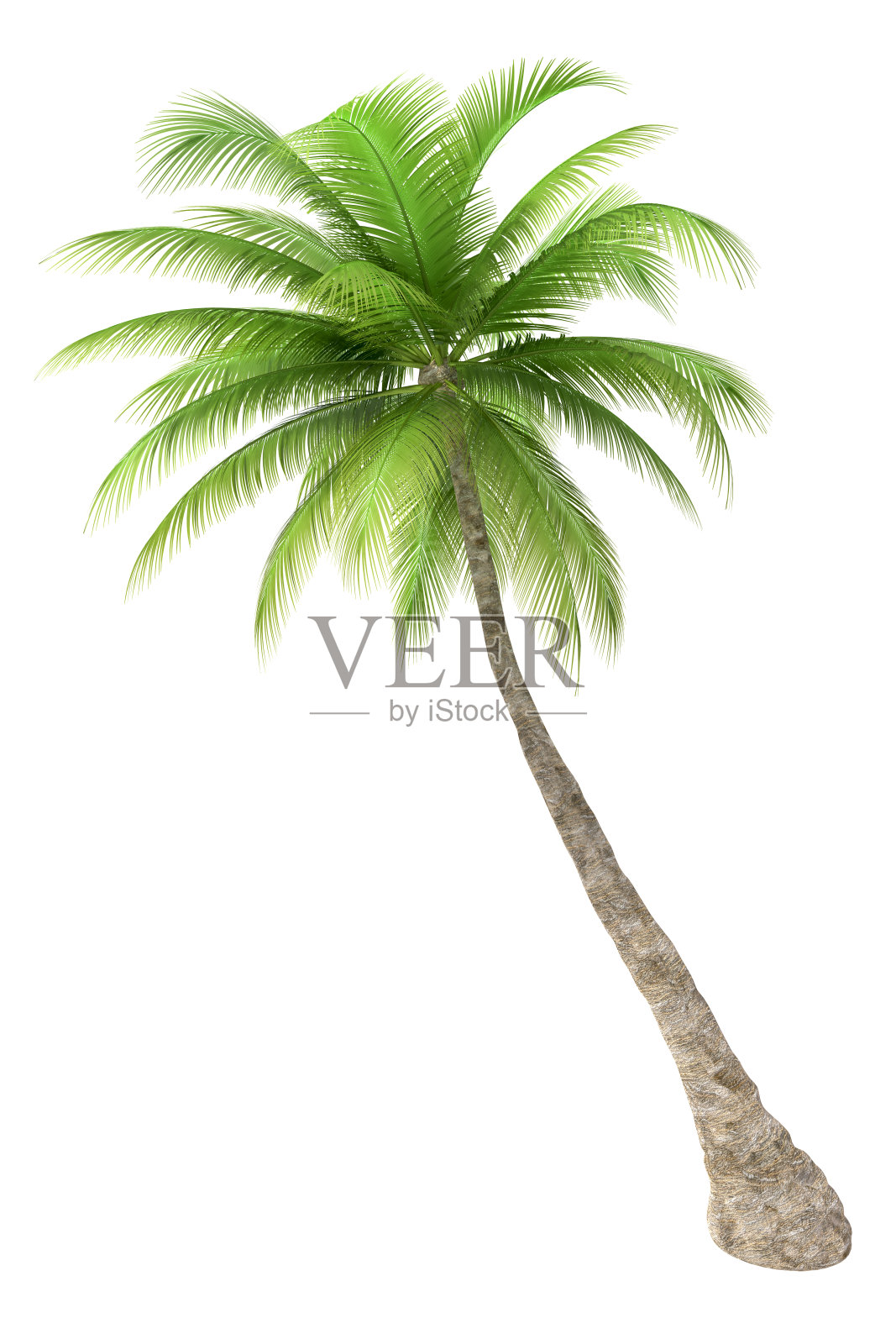 在白色背景上孤立的棕榈树设计元素图片