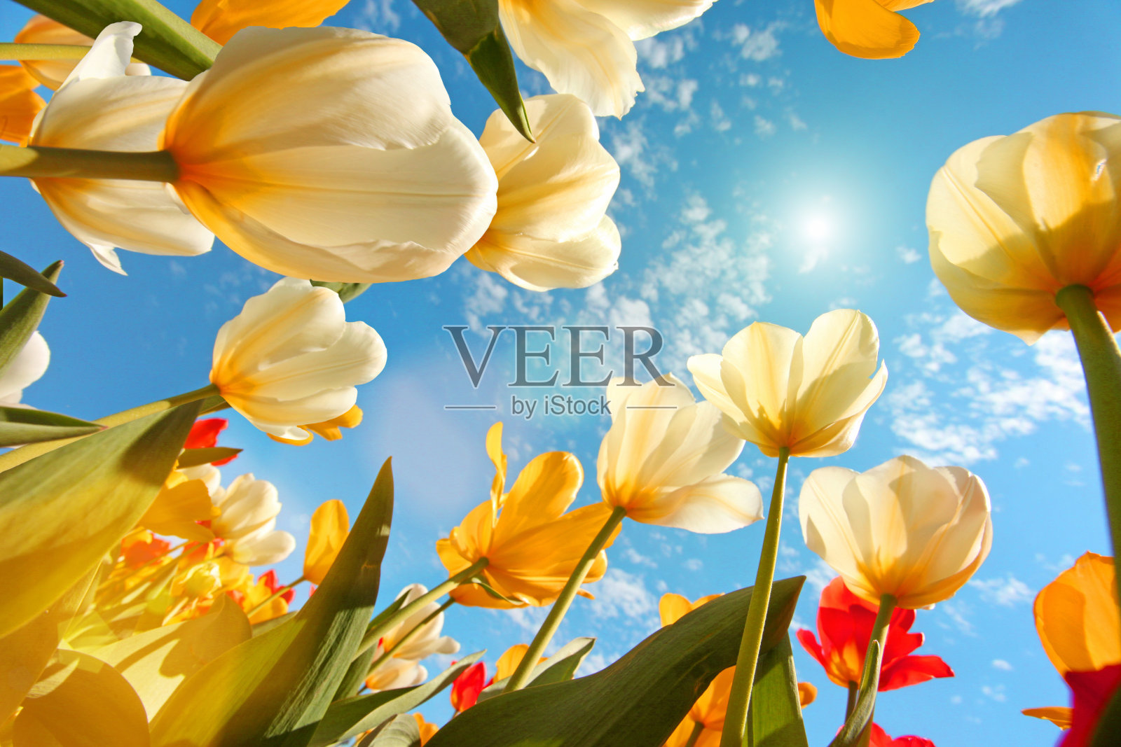 夏天:阳光灿烂的天空中盛开着五颜六色的郁金香花，抬头仰望照片摄影图片