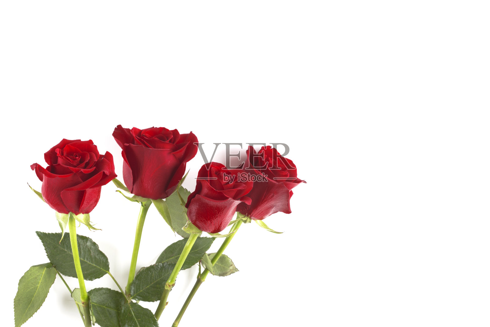 四朵孤立在白色背景上的红玫瑰。照片摄影图片