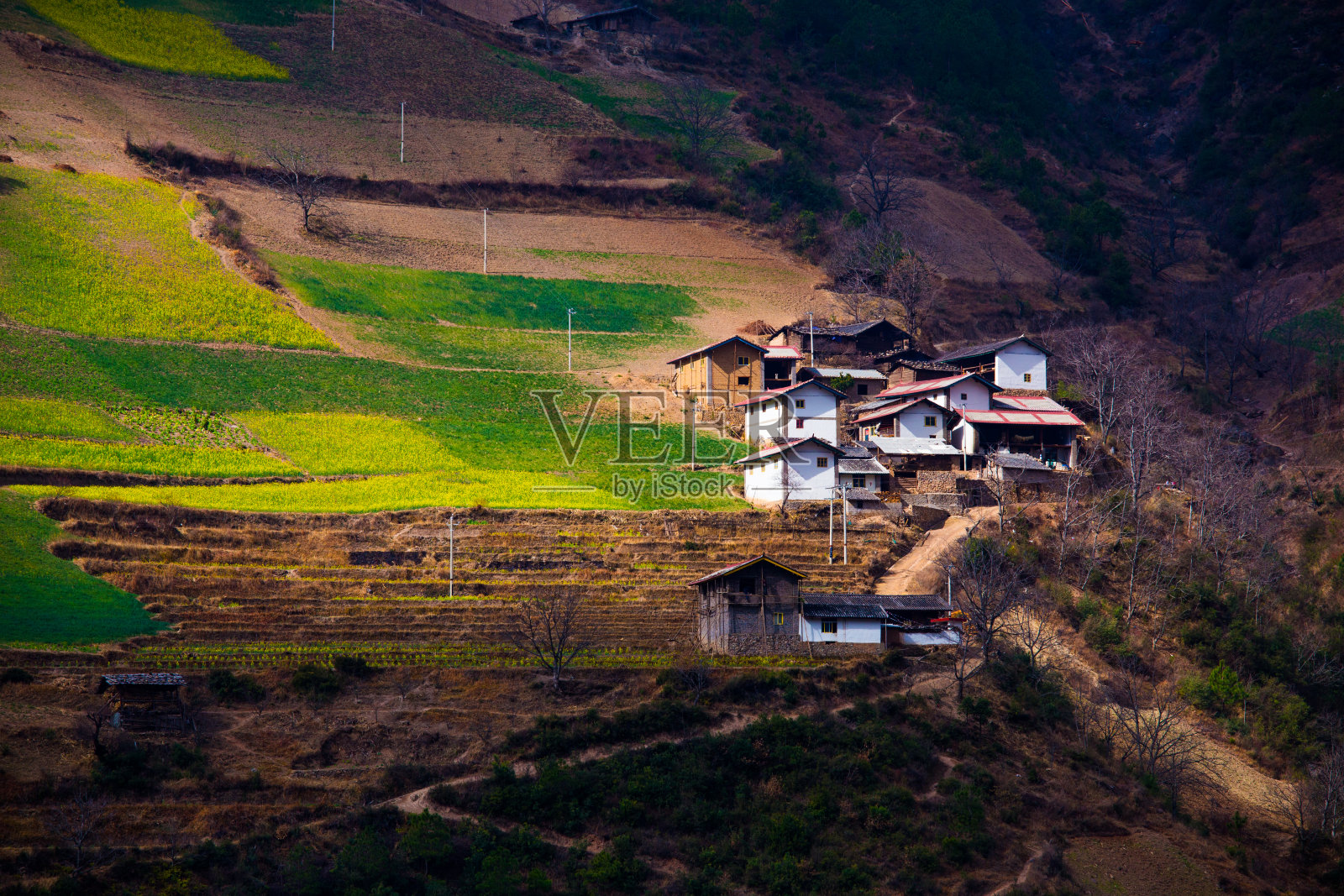 油菜田里的村庄照片摄影图片