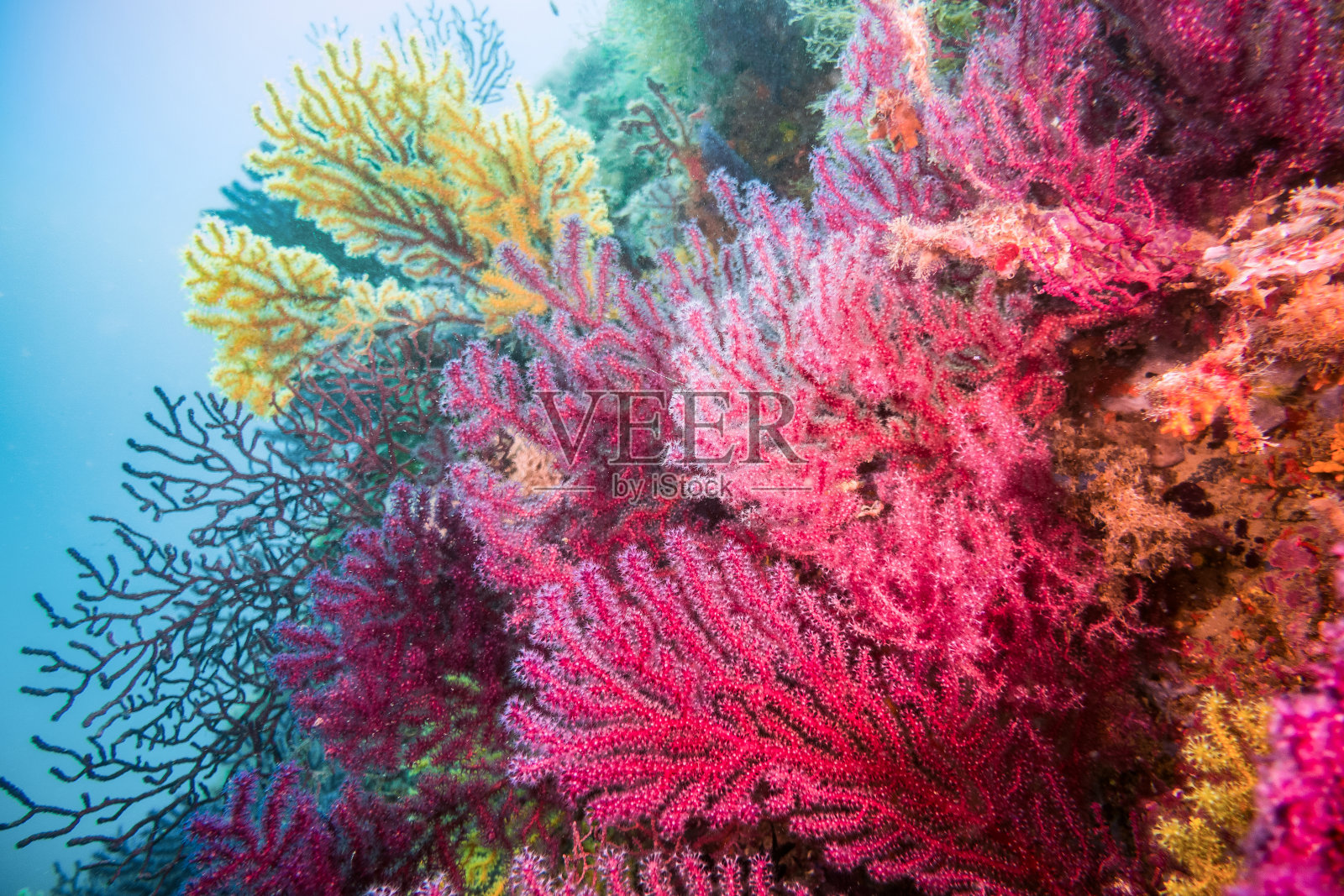 柳珊瑚珊瑚红蓝色水平的布拉瓦伊米堤柳珊瑚照片摄影图片
