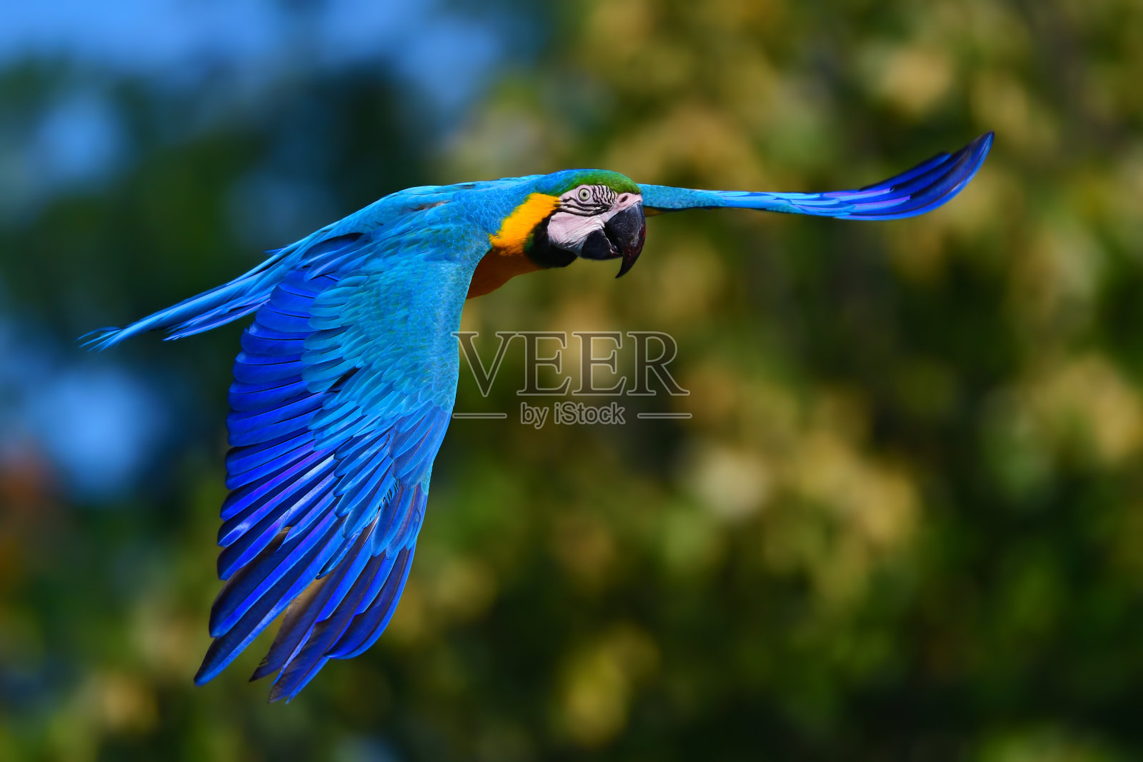 蓝色和黄色金刚鹦鹉(阿拉阿拉劳那)在飞行照片摄影图片