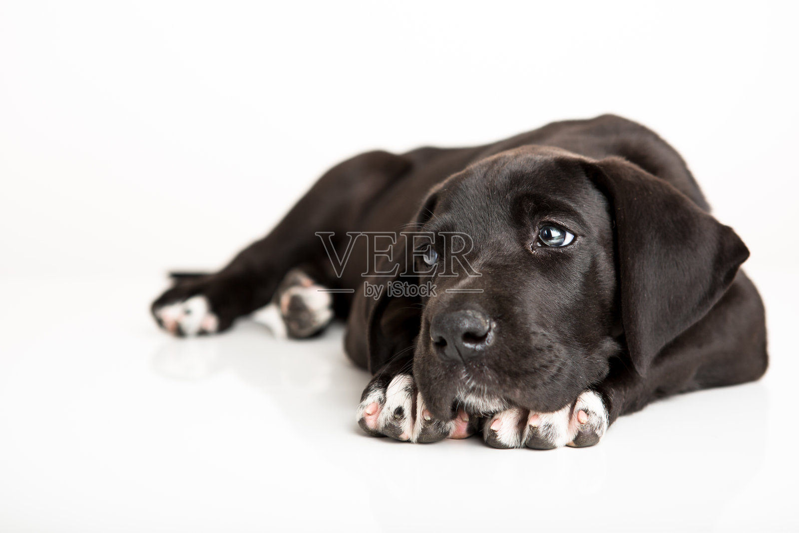 黑色大丹犬小狗孤立在白色照片摄影图片