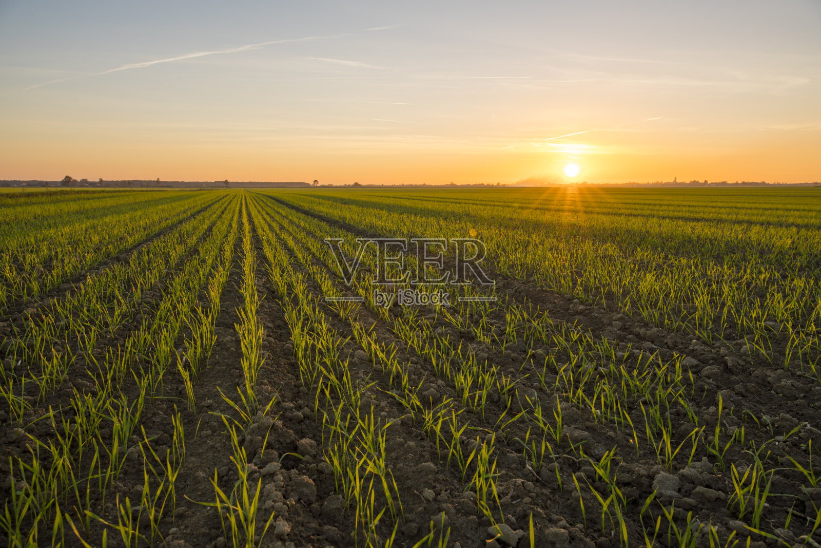日落时的田园诗般的小麦田景色照片摄影图片