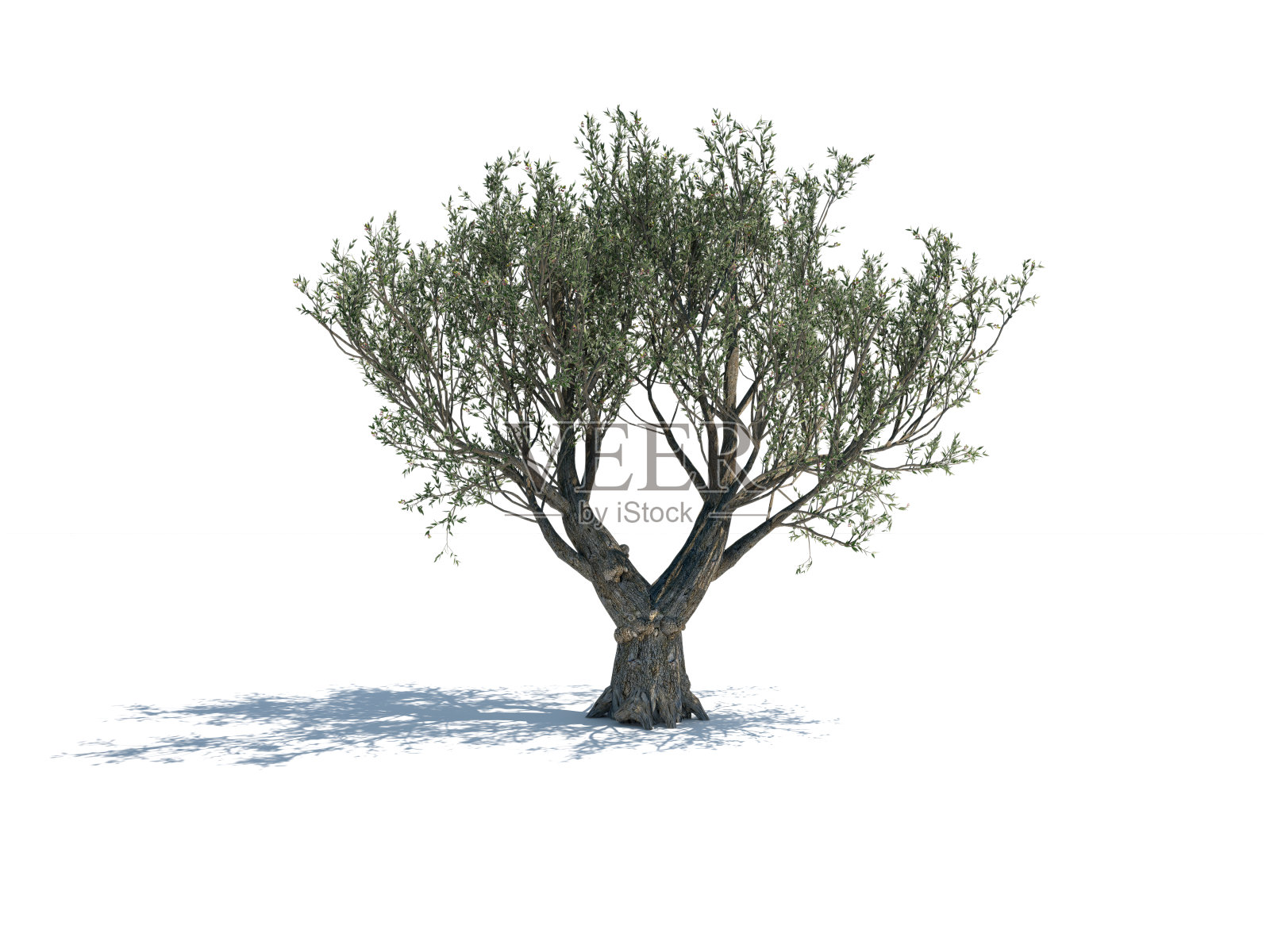 在白色背景上孤立的橄榄树照片摄影图片