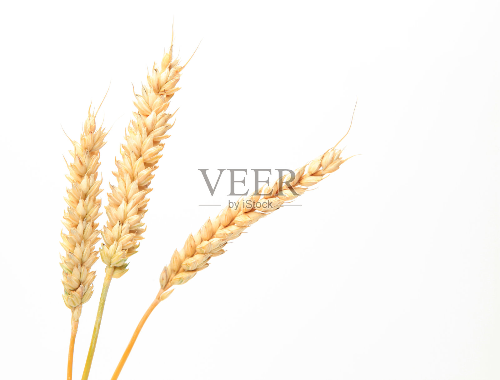 白色背景上的三根小麦茎。照片摄影图片