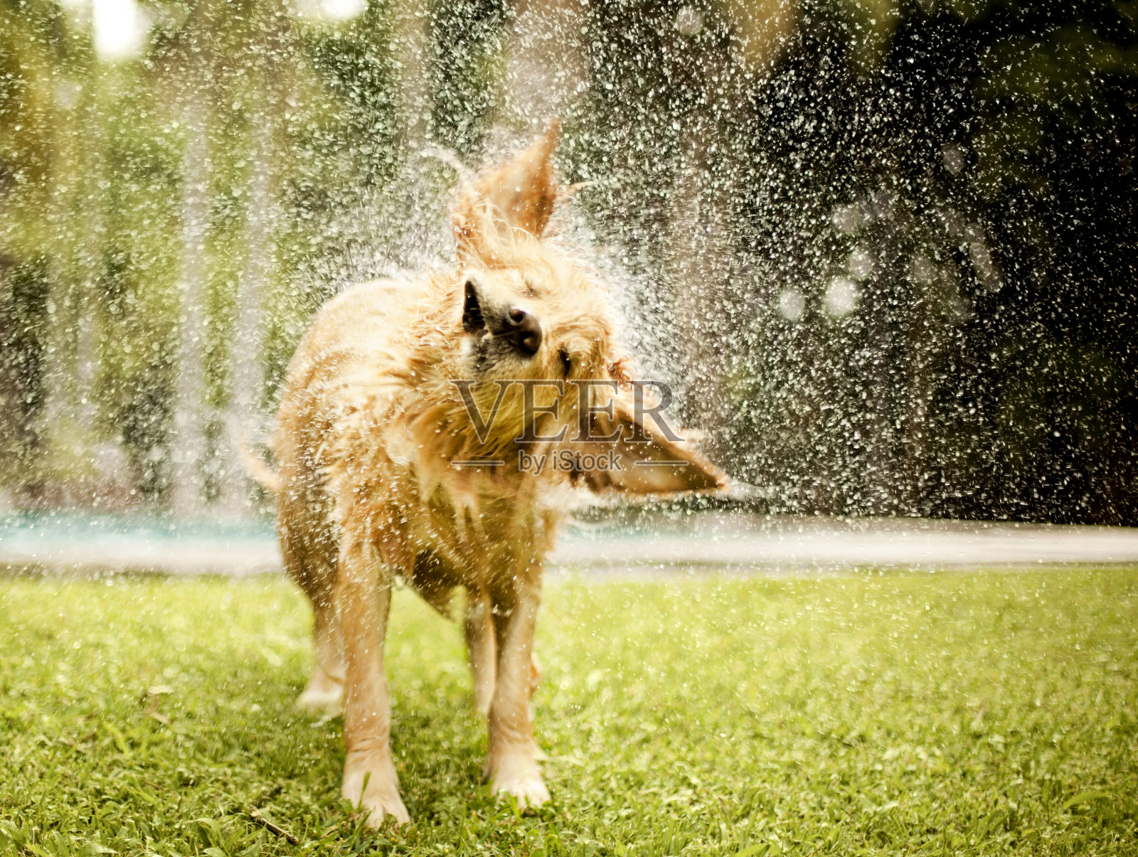 金毛猎犬在草坪上甩水照片摄影图片