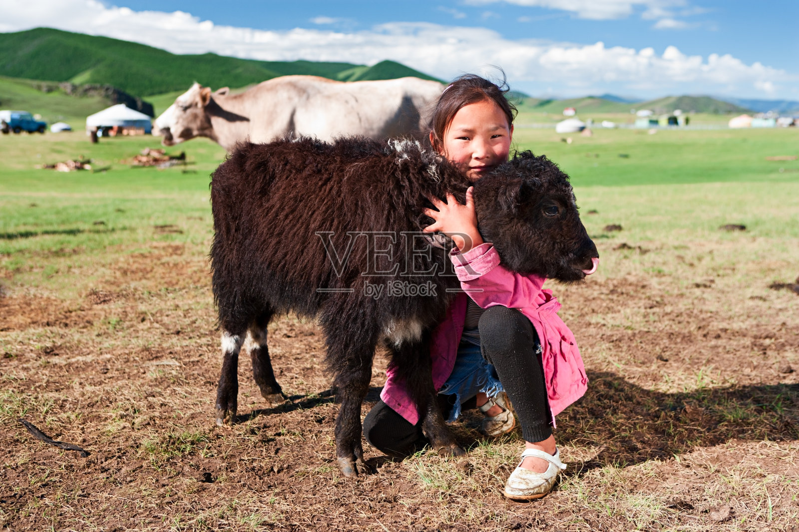 与牦牛玩耍的蒙古少女照片摄影图片