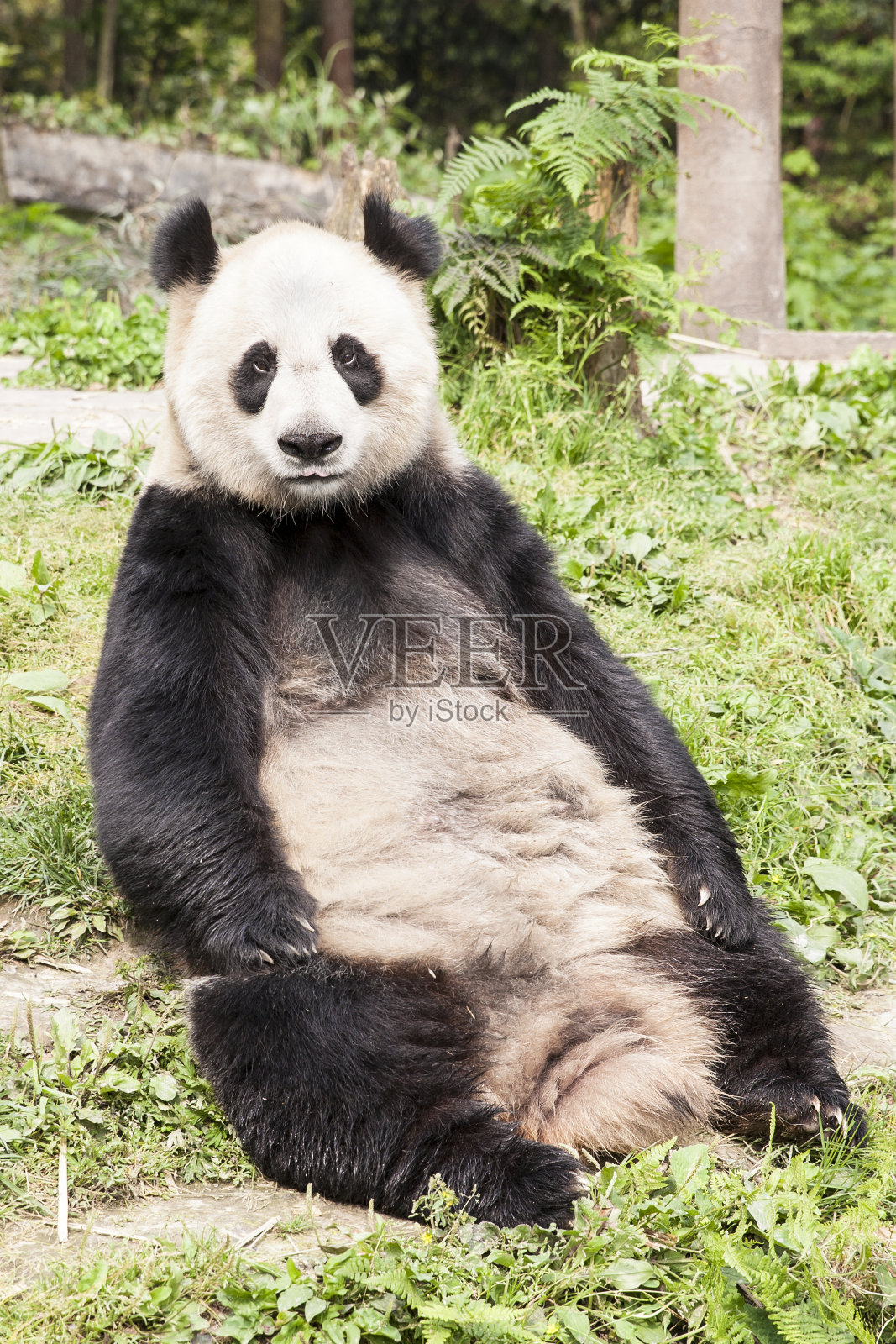 坐着熊猫照片摄影图片