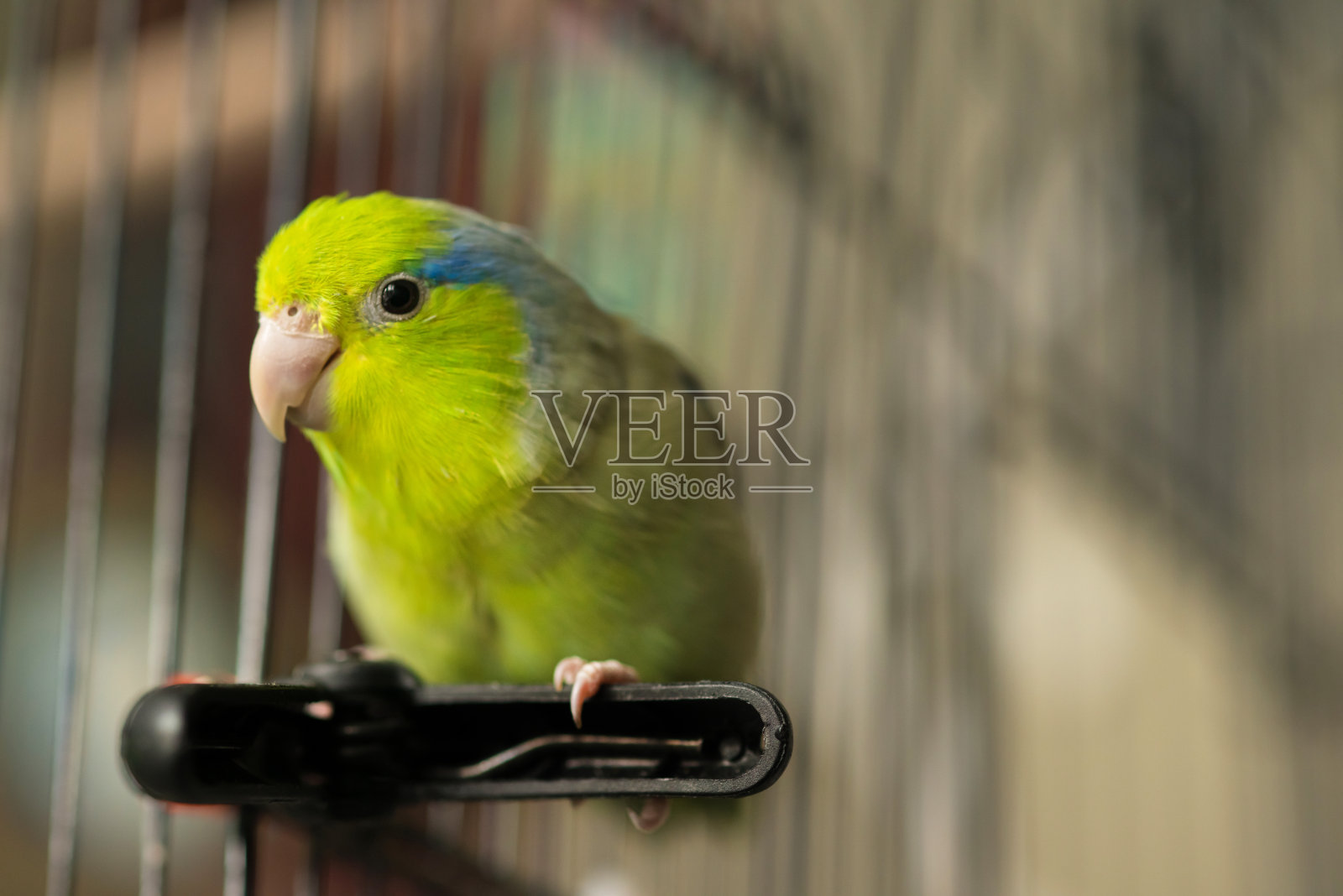 绿色Parrotlet照片摄影图片