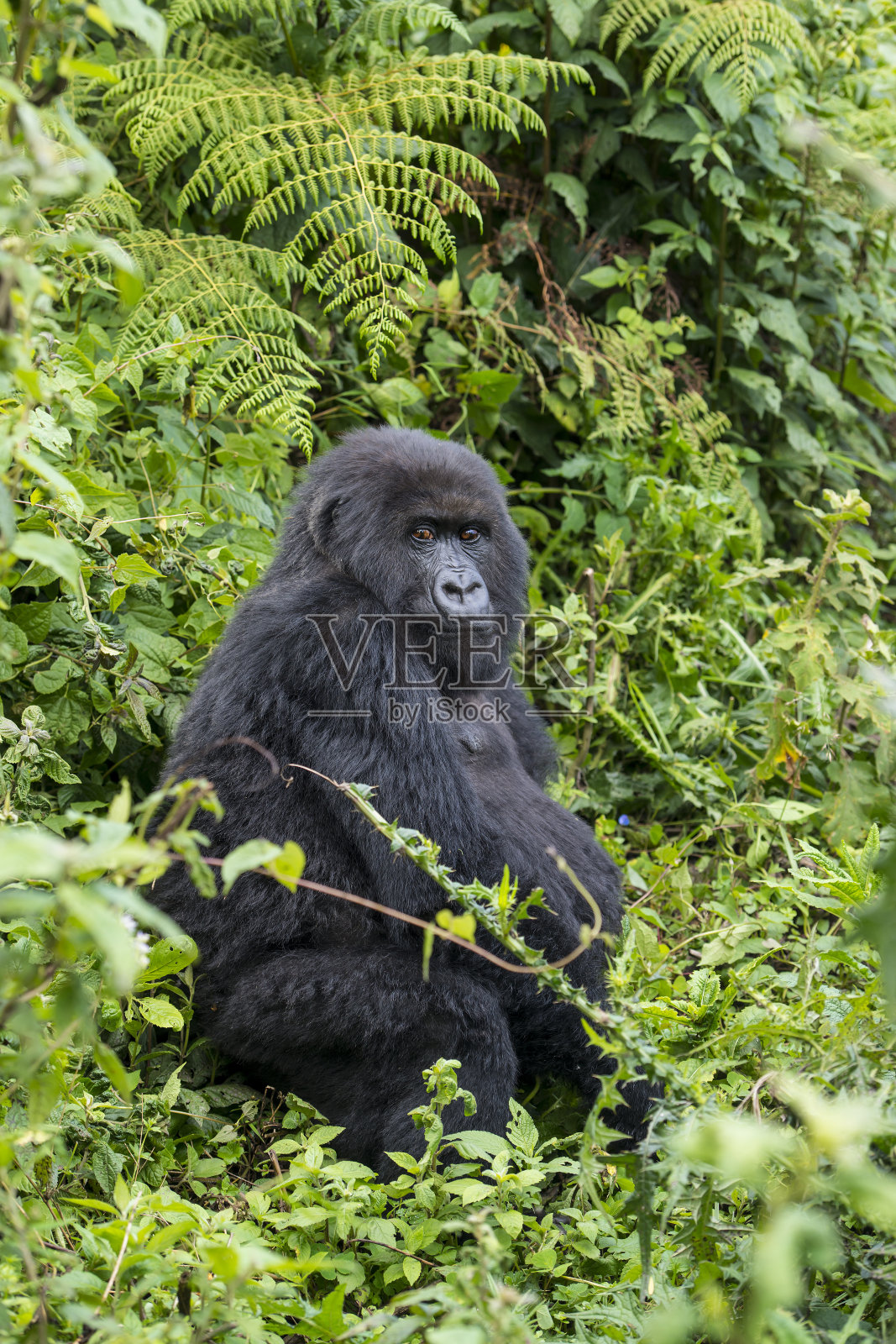 卢旺达丛林中的山地大猩猩(白令盖大猩猩)照片摄影图片