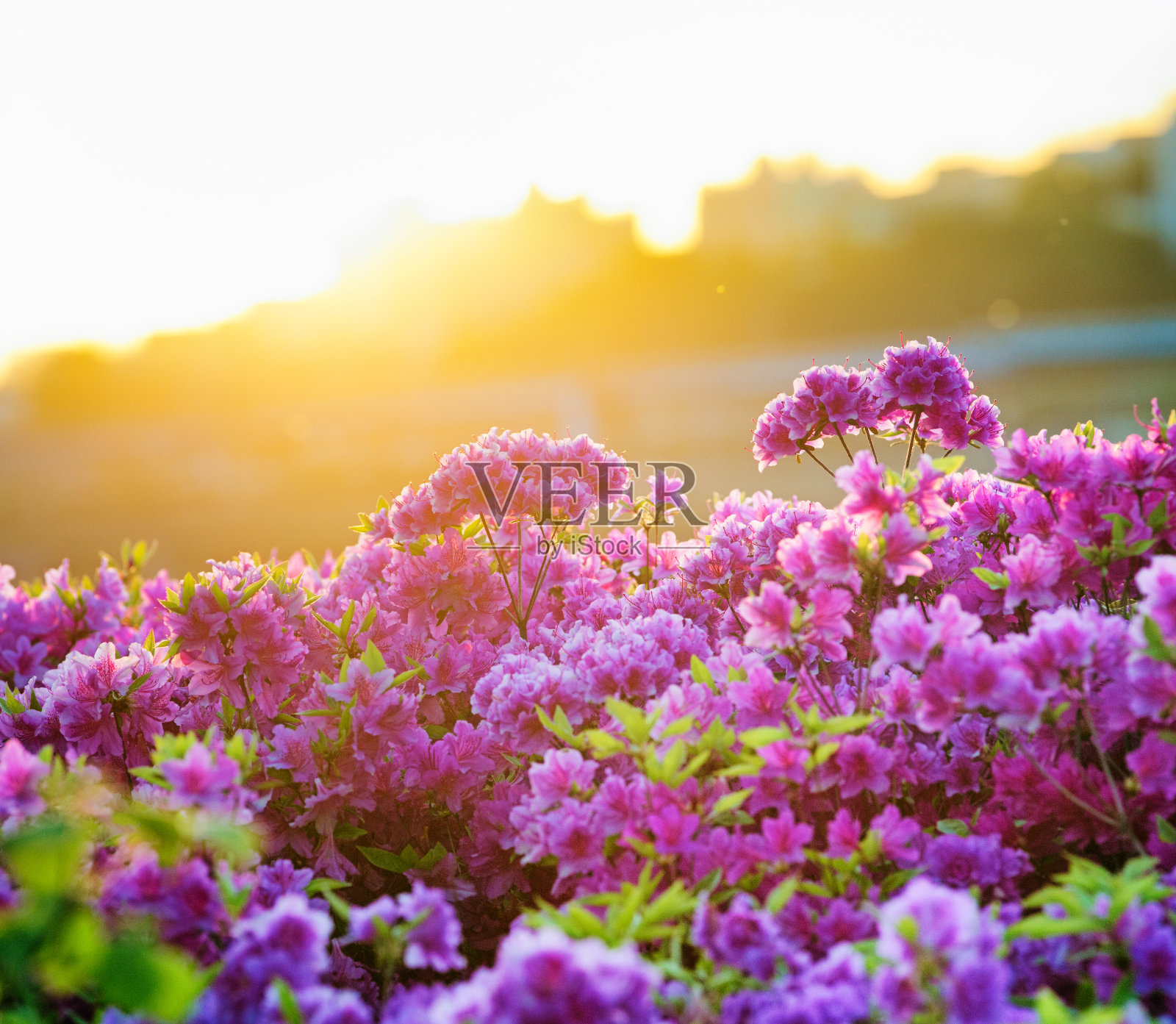春天的首尔，杜鹃花在日落时分盛开照片摄影图片