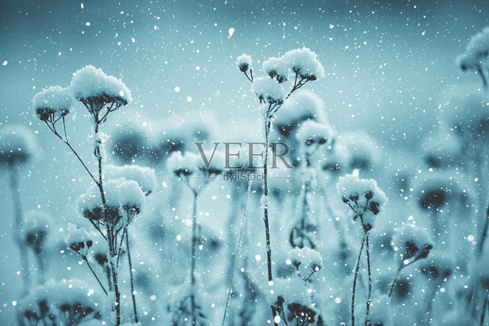 冬天的场景-霜冻的植物被雪覆盖背景图片素材
