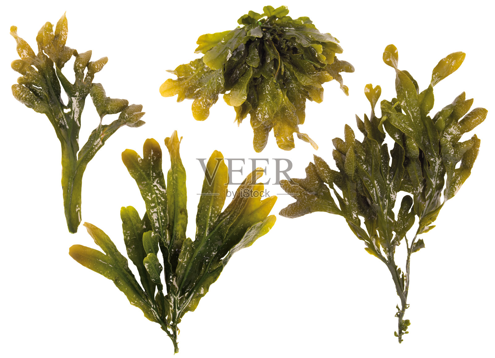 海洋海藻图片大全-海洋海藻高清图片下载-觅知网