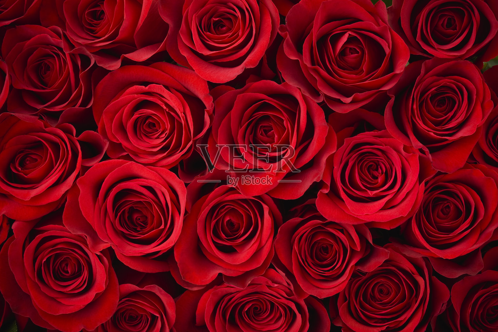 红玫瑰背景照片摄影图片