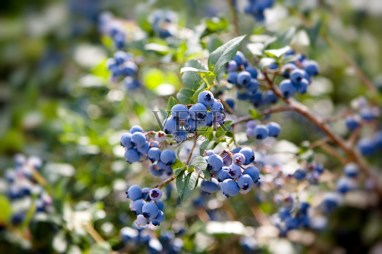 野生蓝莓照片摄影图片