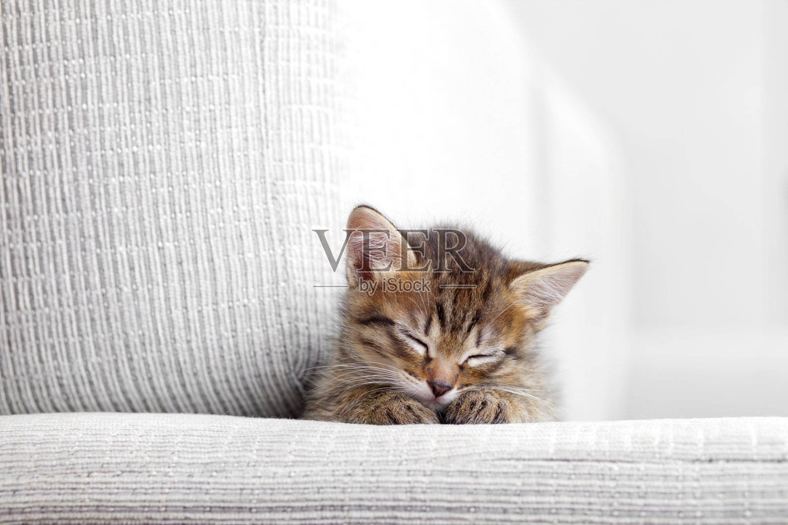小猫在灰色的沙发上睡觉照片摄影图片