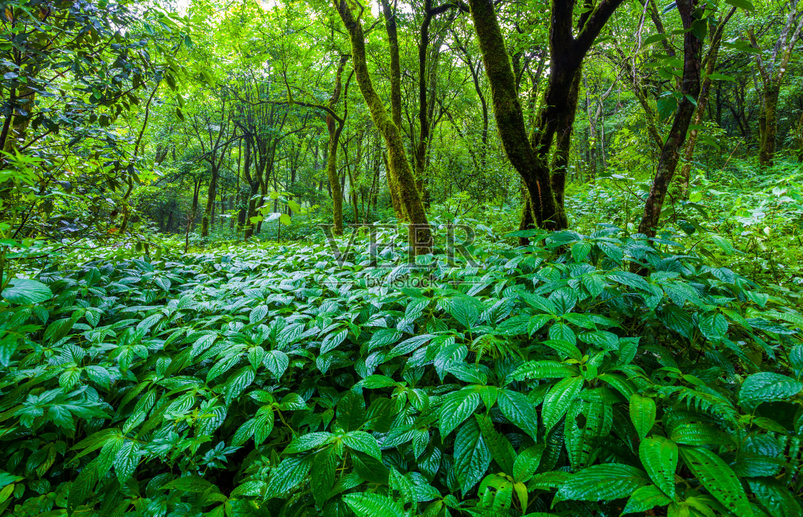 中国桂林华坪国家森林公园的原始森林照片摄影图片