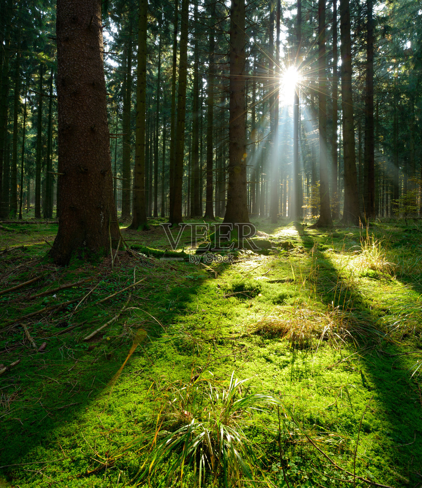 阳光在天然云杉林地，苔藓覆盖的森林地板照片摄影图片