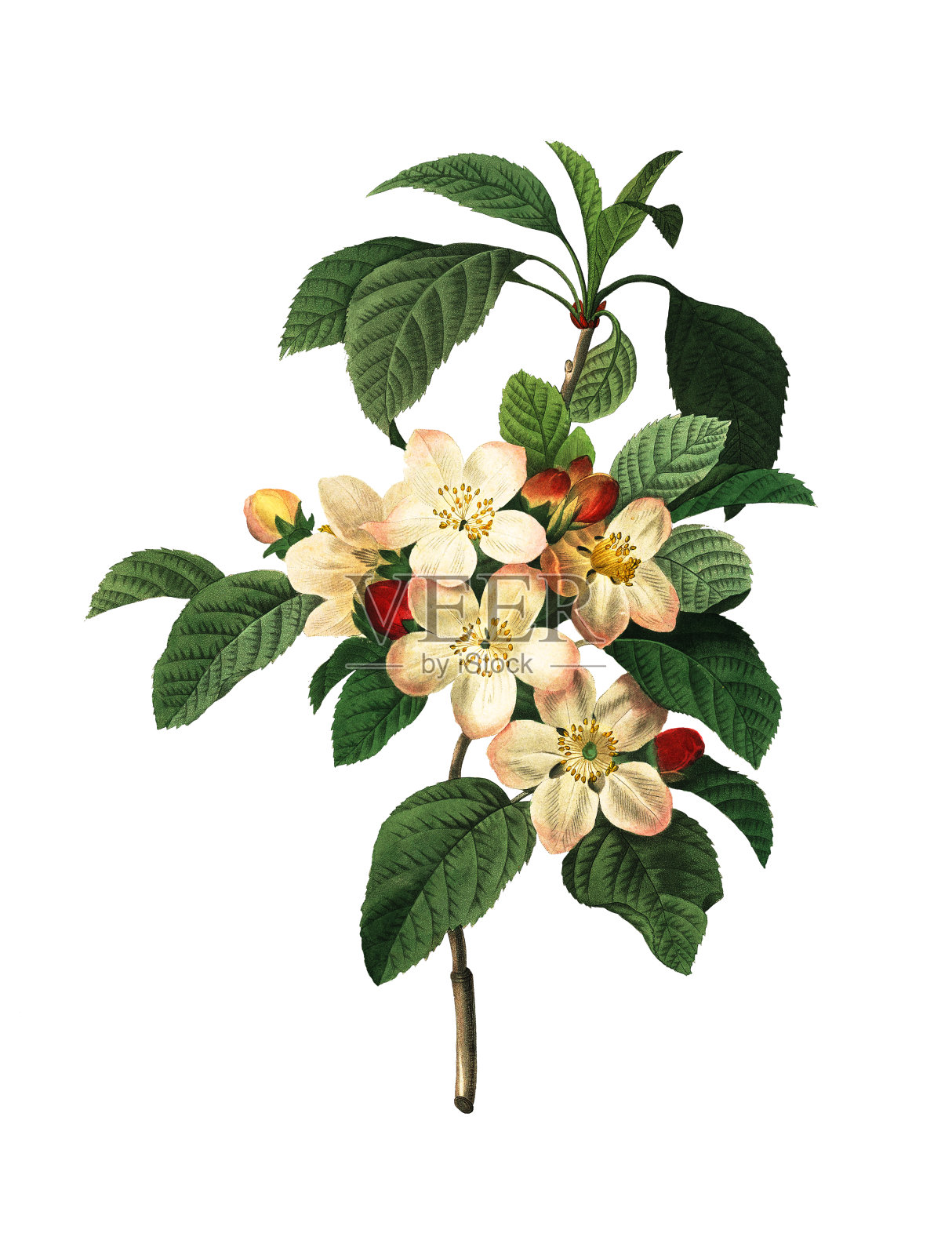 苹果花| Redoute植物学插图插画图片素材