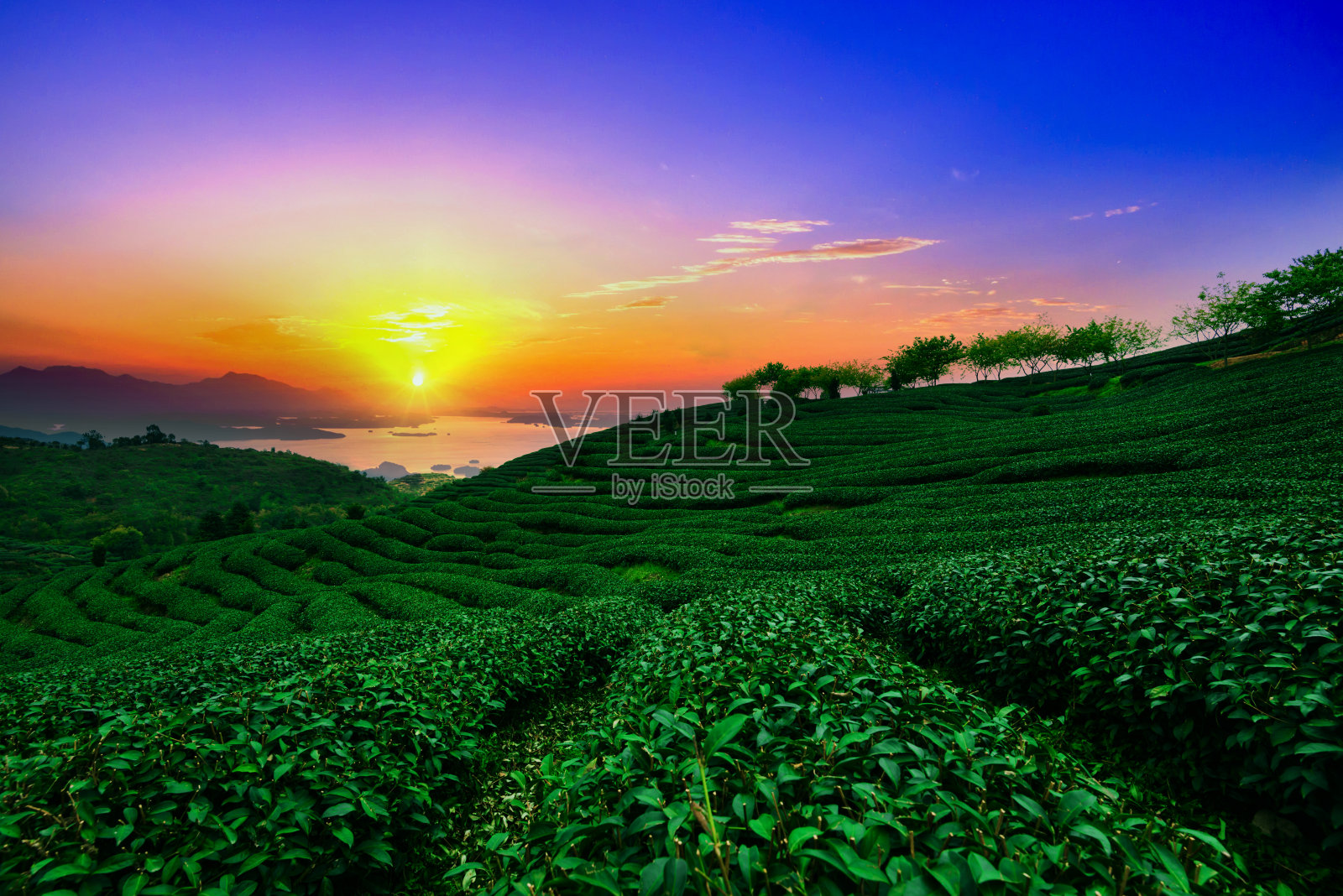 绿茶种植园景观照片摄影图片