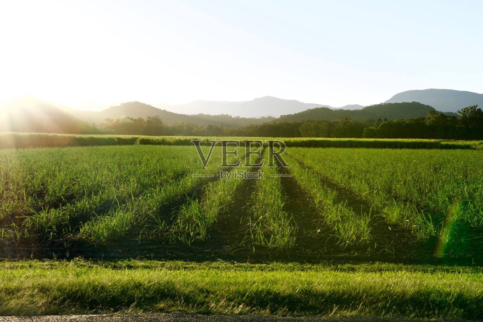 阳光下的甘蔗农场照片摄影图片