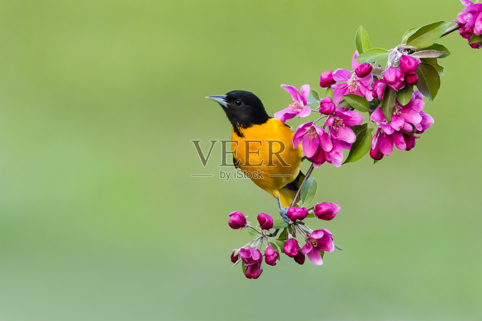 巴尔的摩黄鹂栖息，春季雄鸟，黄鹂照片摄影图片