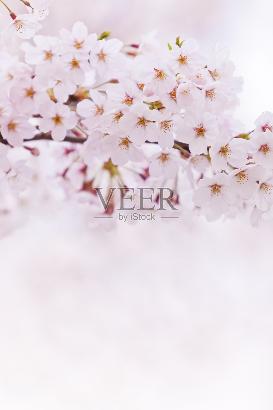 清新的粉红色樱花与复制空间在春天照片摄影图片