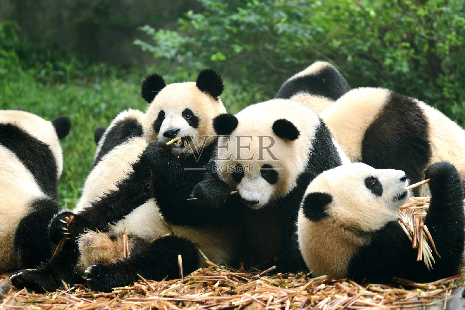 中国成都，一群吃竹子的大熊猫照片摄影图片
