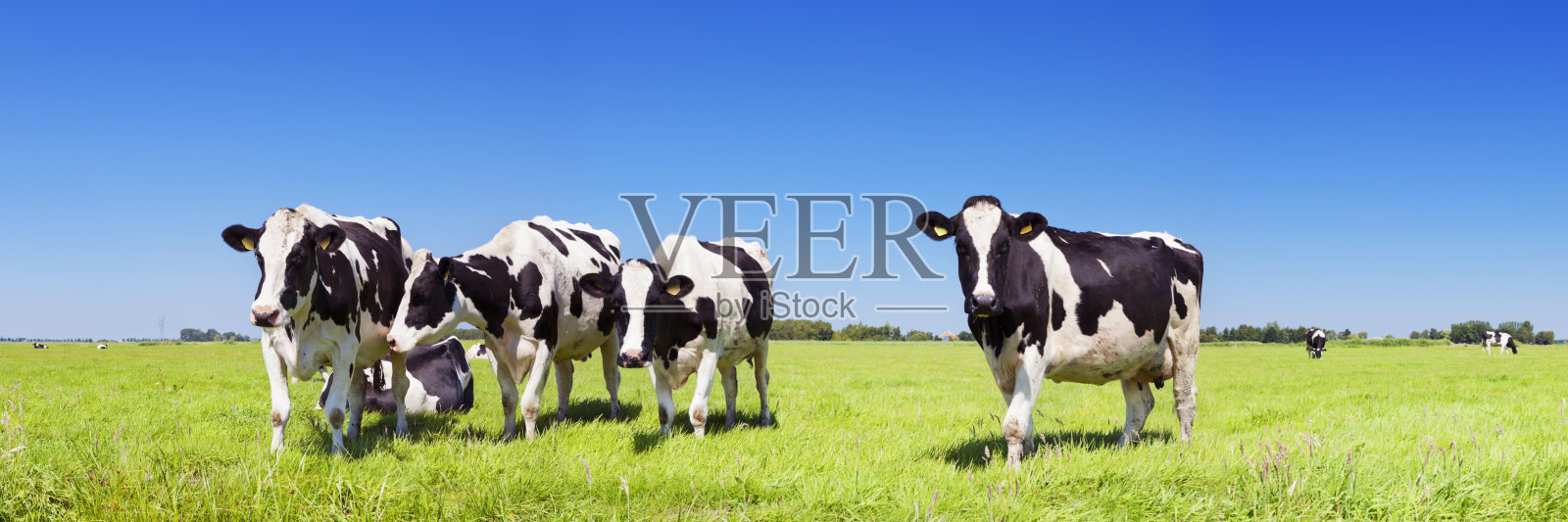 在晴朗的日子里，奶牛在新鲜的草地上照片摄影图片