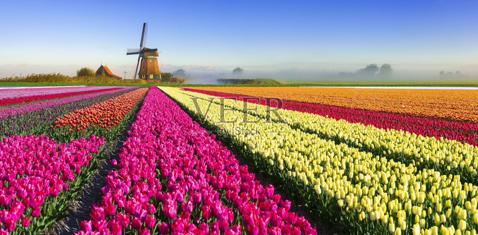 荷兰的春天景象照片摄影图片
