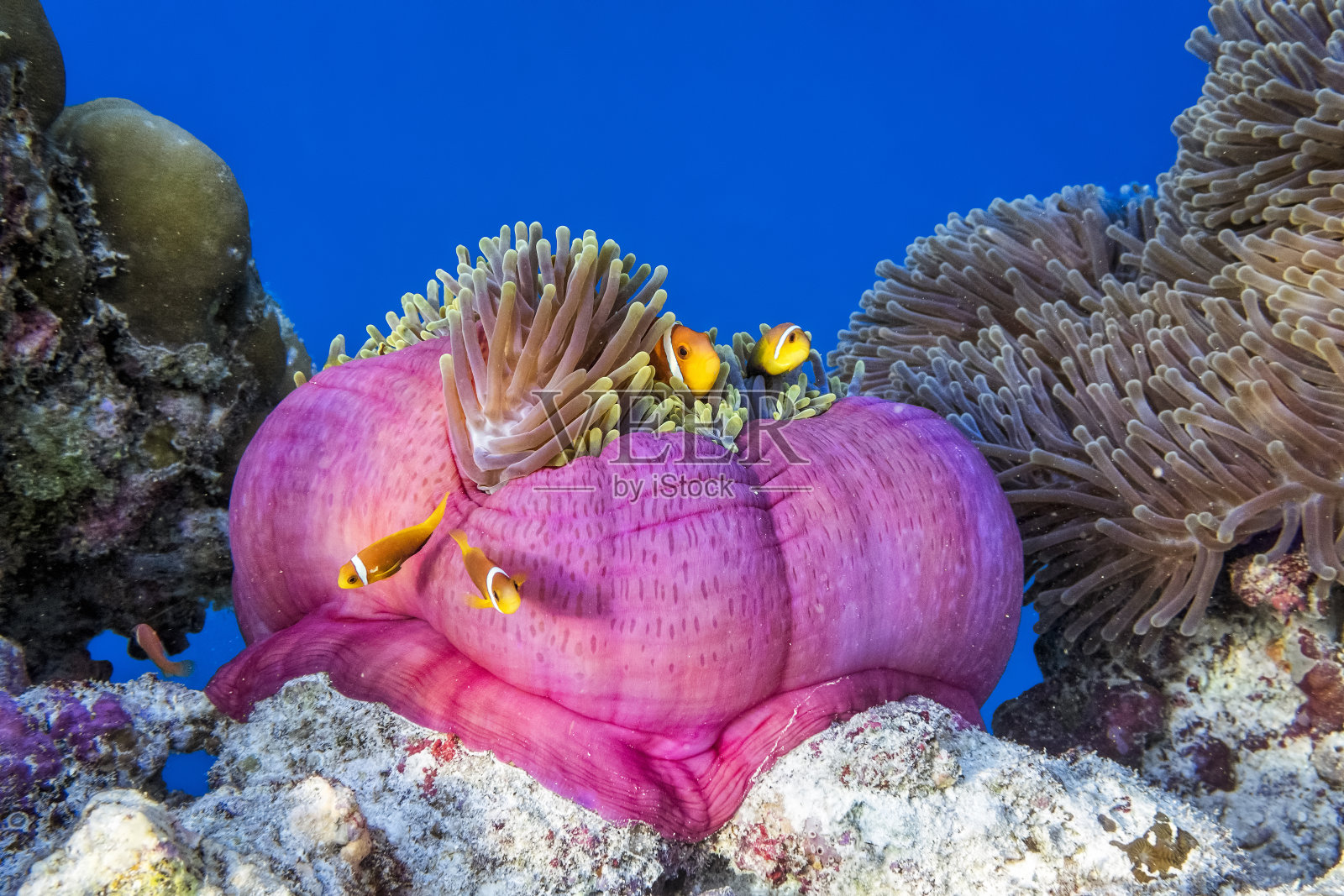 马尔代夫的海葵和一群小丑鱼照片摄影图片